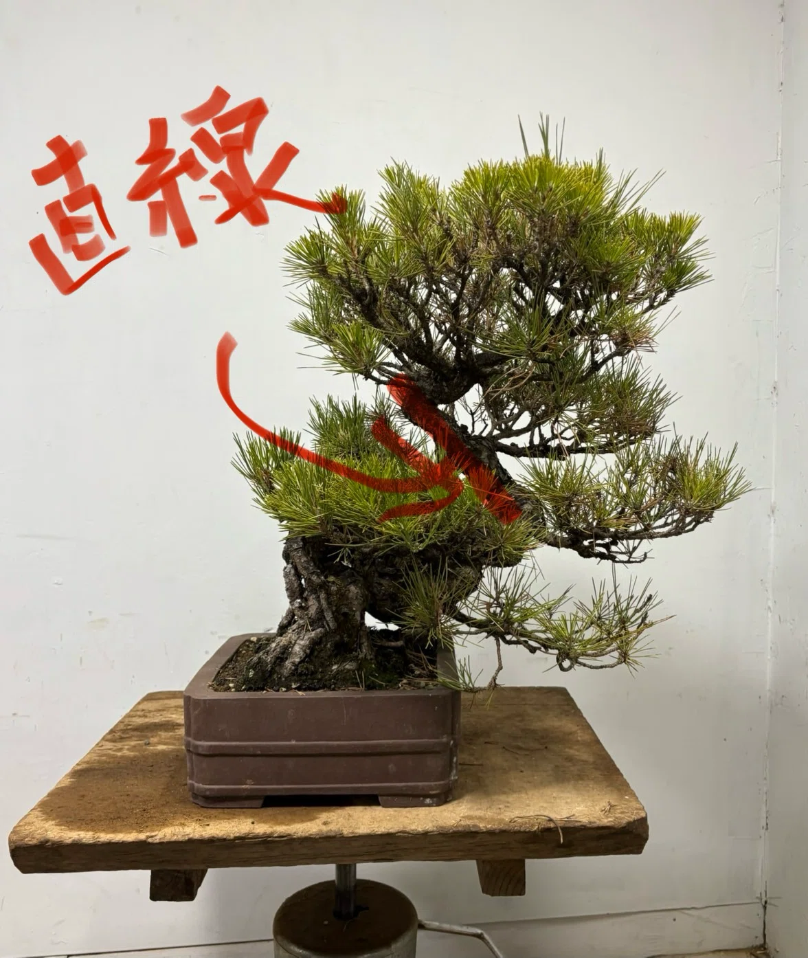 How to Create a Japanese Black Pine by Leveraging the Beauty of