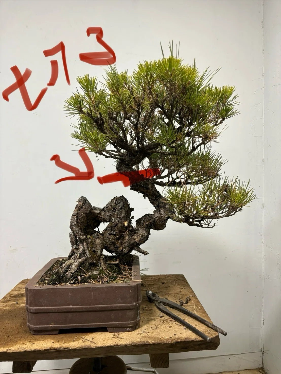 立ち上がりの妙を活かす、クロマツの作り方｜盆栽藤原