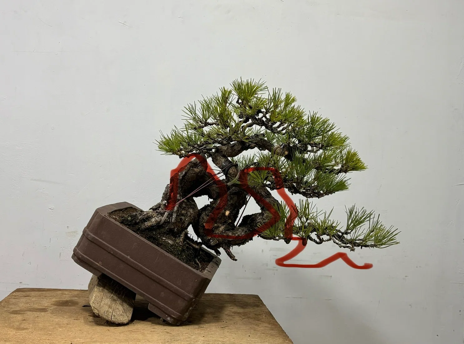 How to Create a Japanese Black Pine by Leveraging the Beauty of