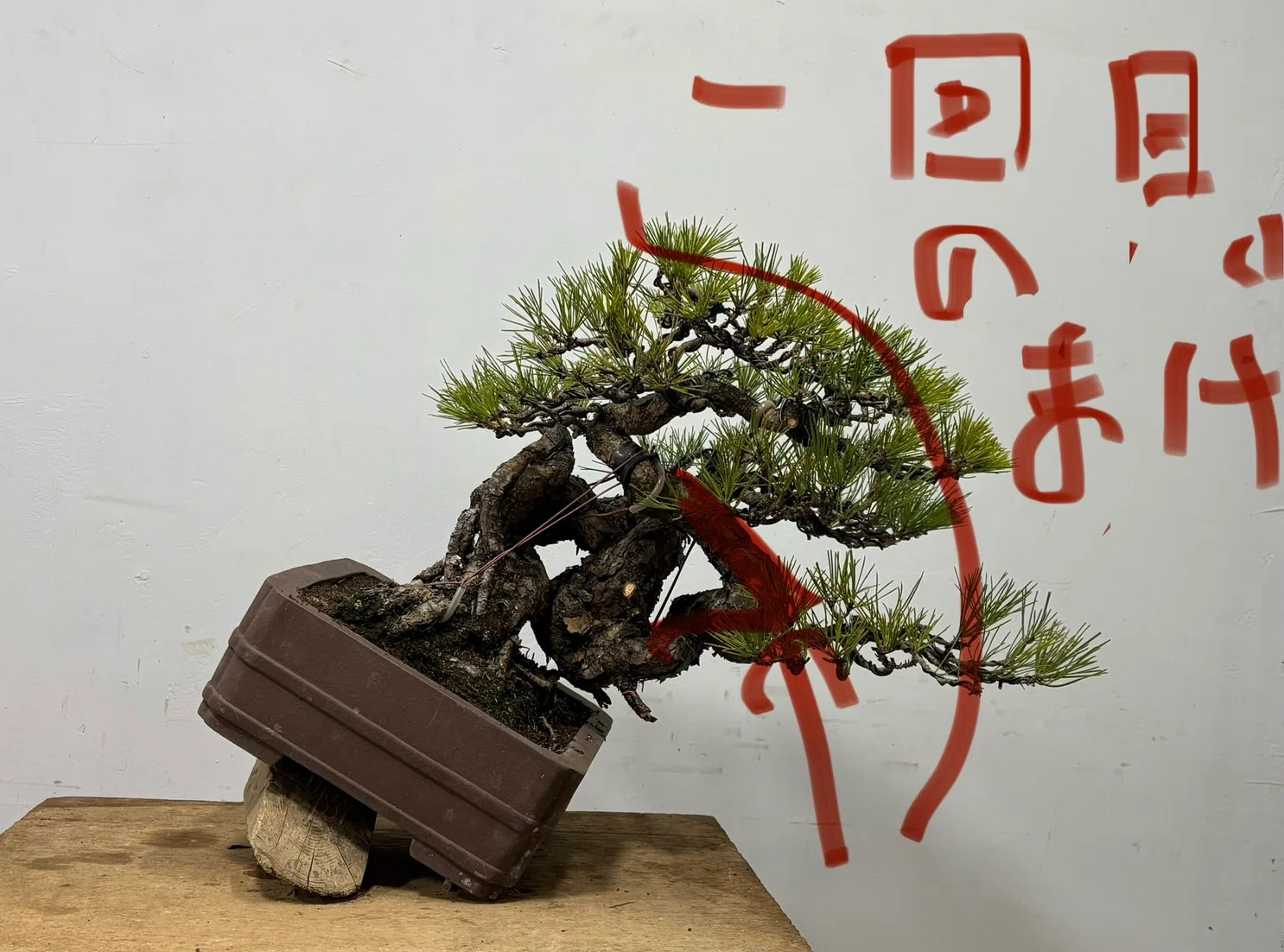 立ち上がりの妙を活かす、クロマツの作り方｜盆栽藤原