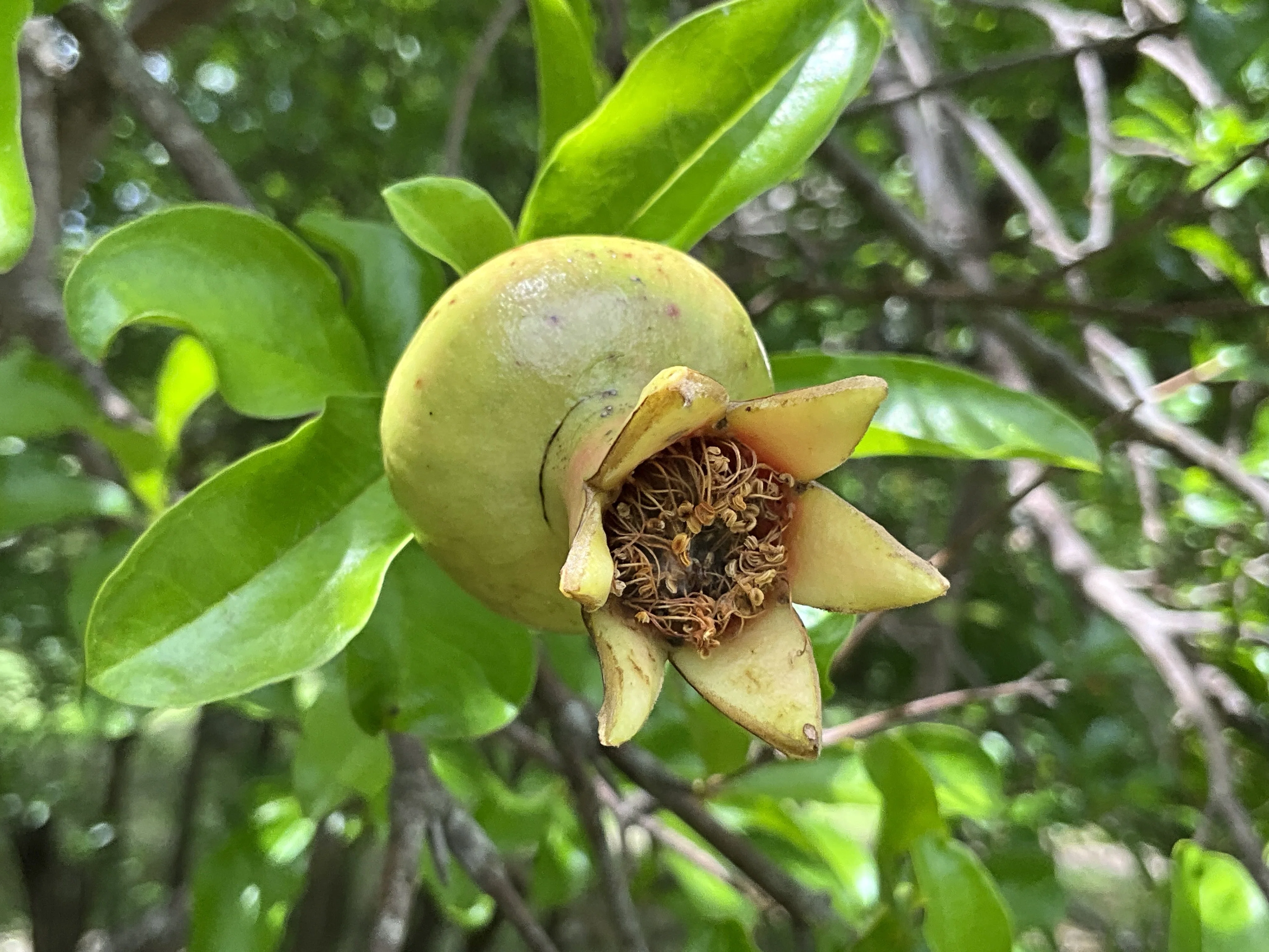ザクロの花（京都府立植物園）：2026年5月24日（日）｜藤井秀昭