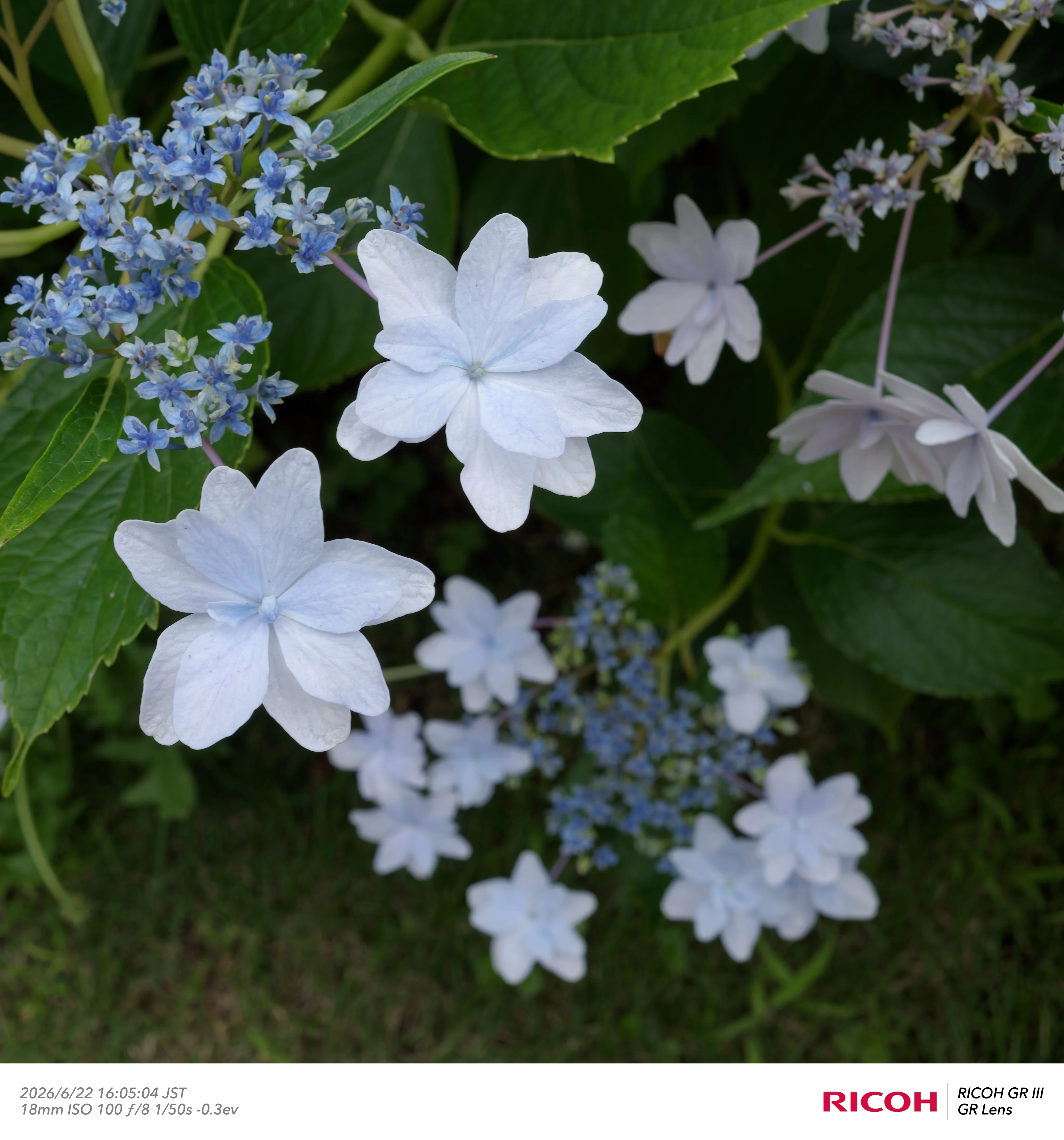 写真日記】 花の写真は曇天の夕方！ 万博記念公園あじさい祭｜2026/6