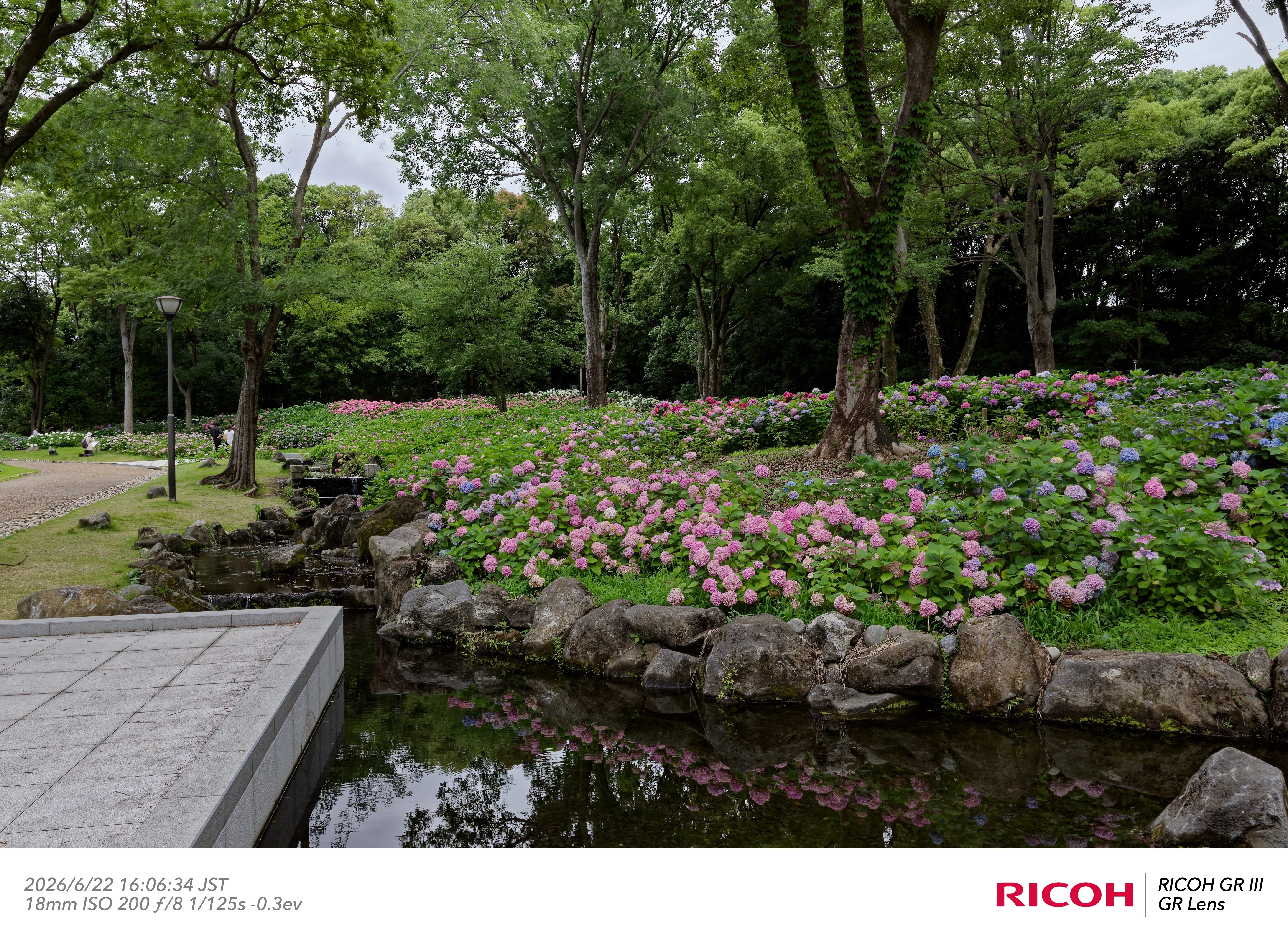 写真日記】 花の写真は曇天の夕方！ 万博記念公園あじさい祭｜2026/6