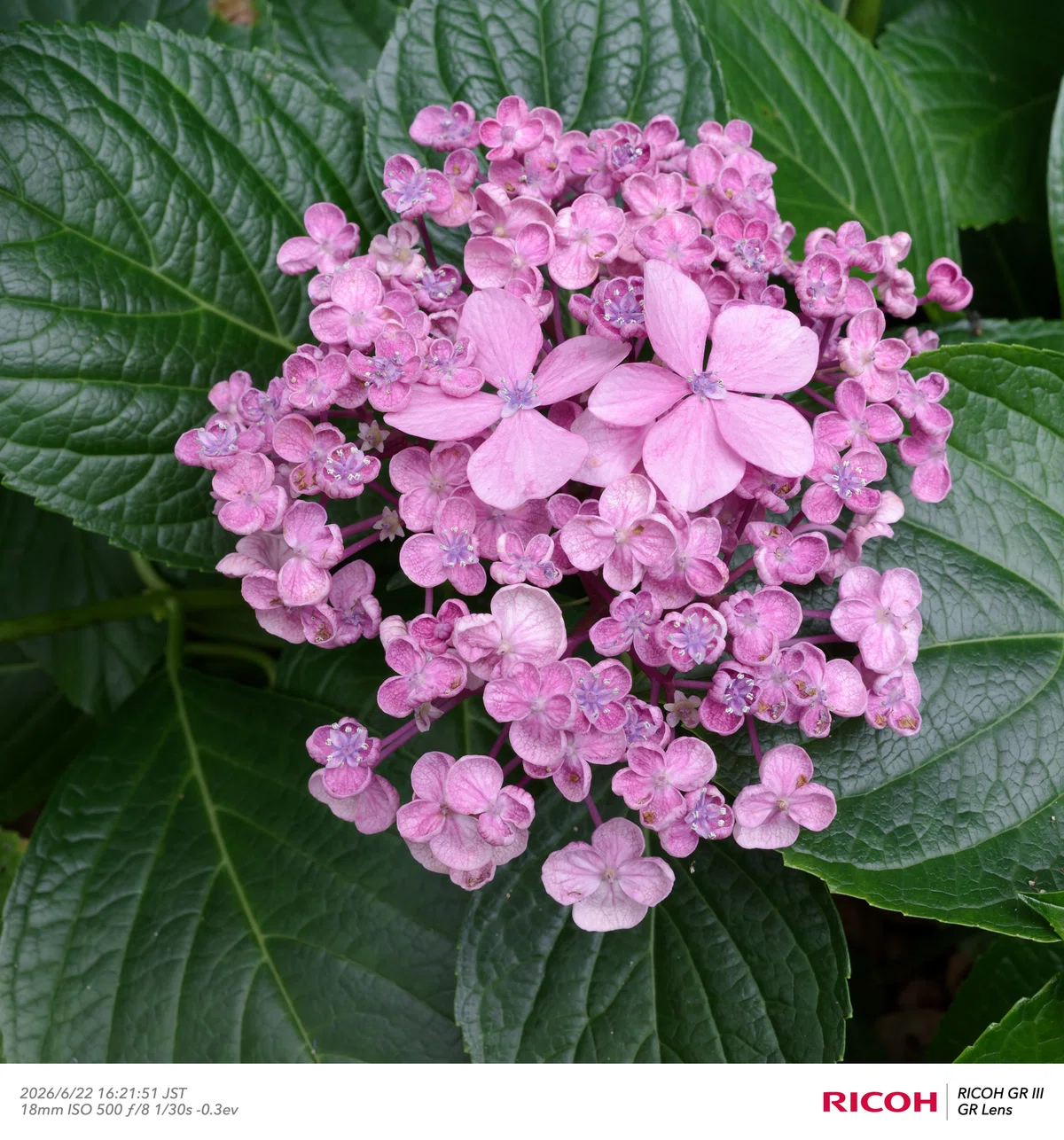 [Photo Diary] Flower photos on a cloudy evening! Expo '70 Commemorative ...