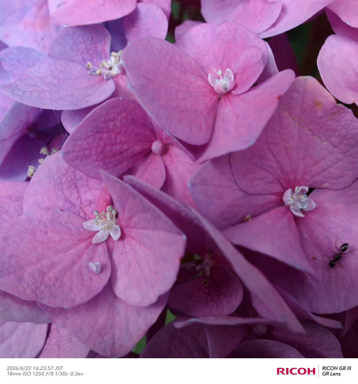 [Photo Diary] Flower photos on a cloudy evening! Expo '70 Commemorative ...