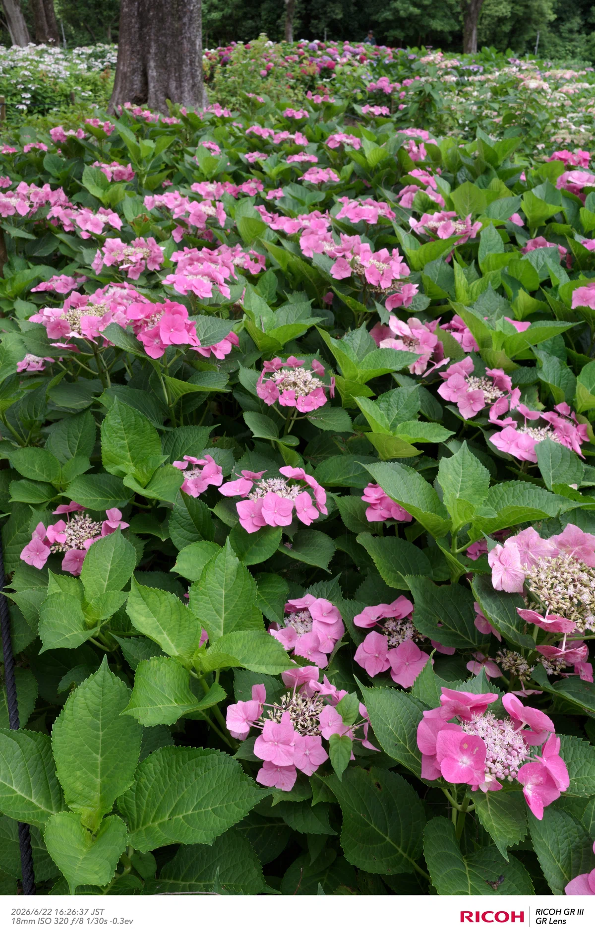 [Photo Diary] Flower photos on a cloudy evening! Expo '70 Commemorative ...