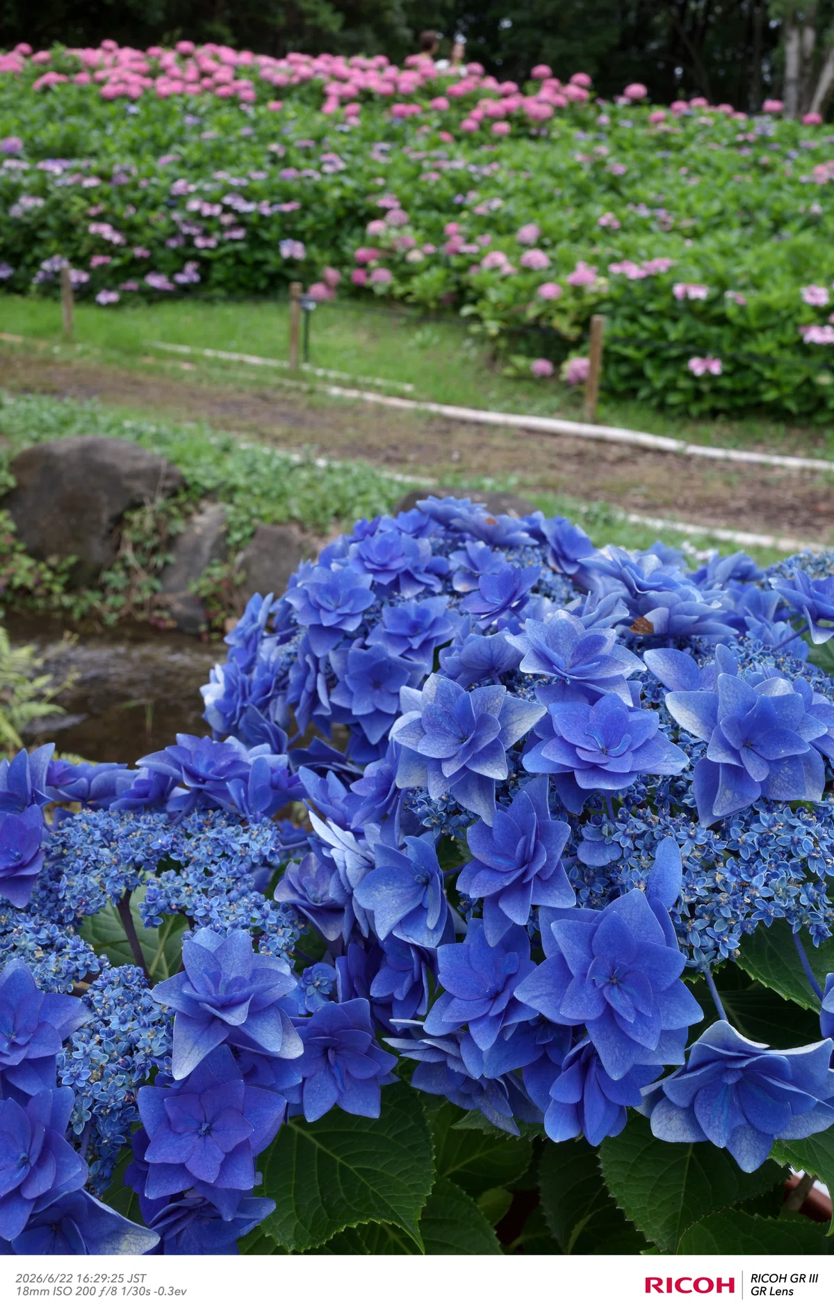[Photo Diary] Flower photos on a cloudy evening! Expo '70 Commemorative ...