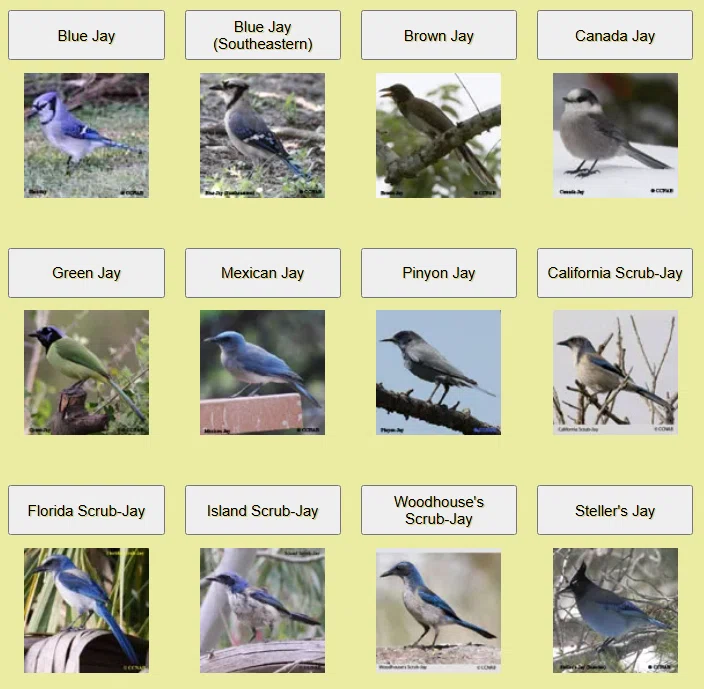 アメリカのカケスは青いじぇい！-California Scrub-Jay-｜befh