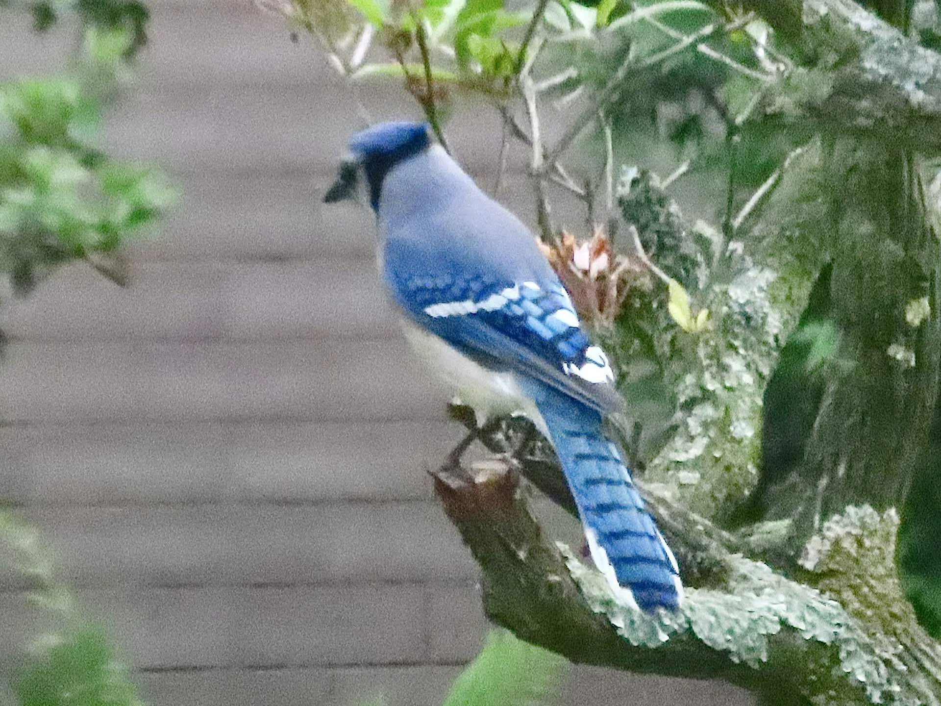 アメリカのカケスは青いじぇい！-California Scrub-Jay-｜befh
