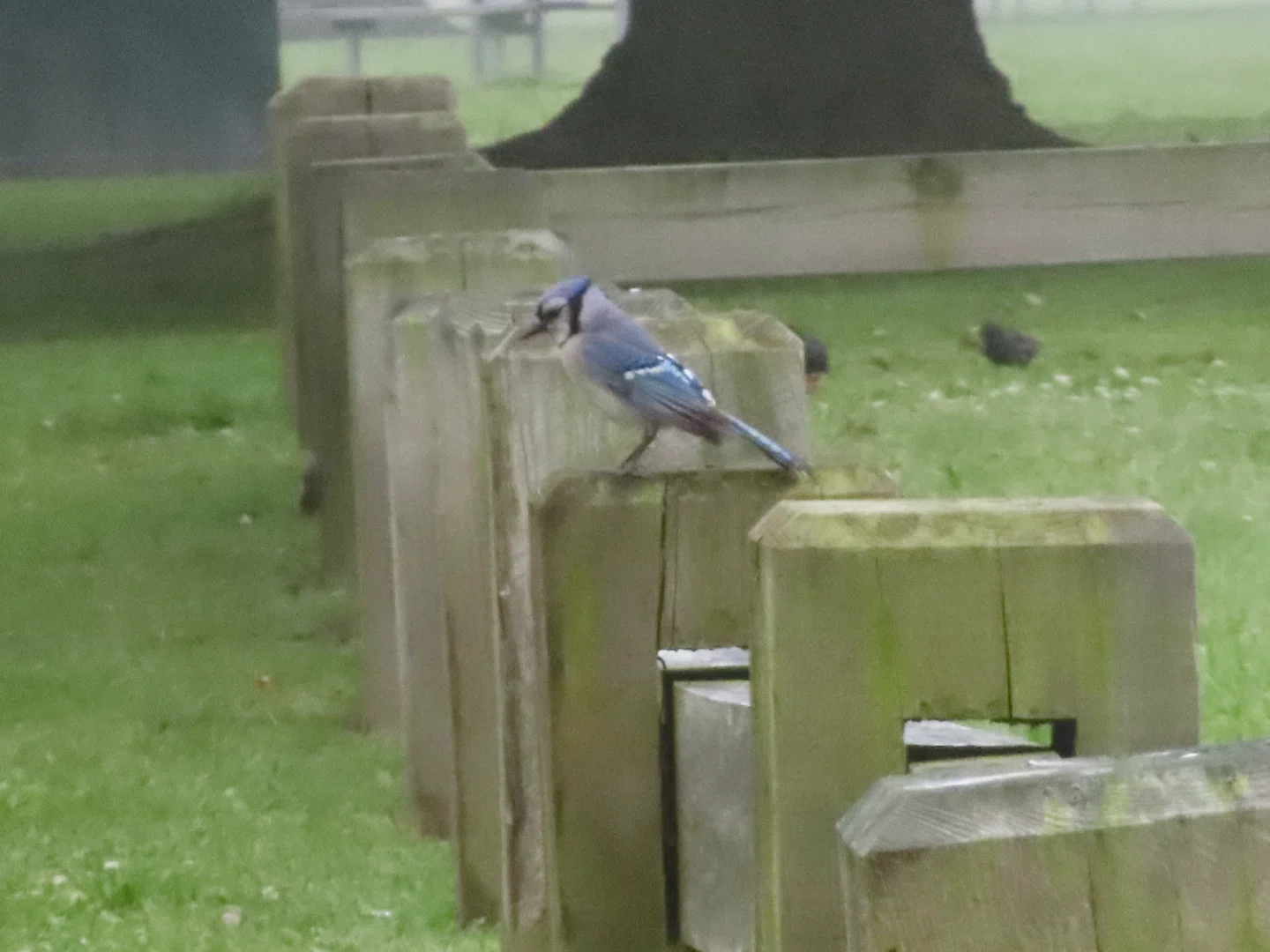 アメリカのカケスは青いじぇい！-California Scrub-Jay-｜befh