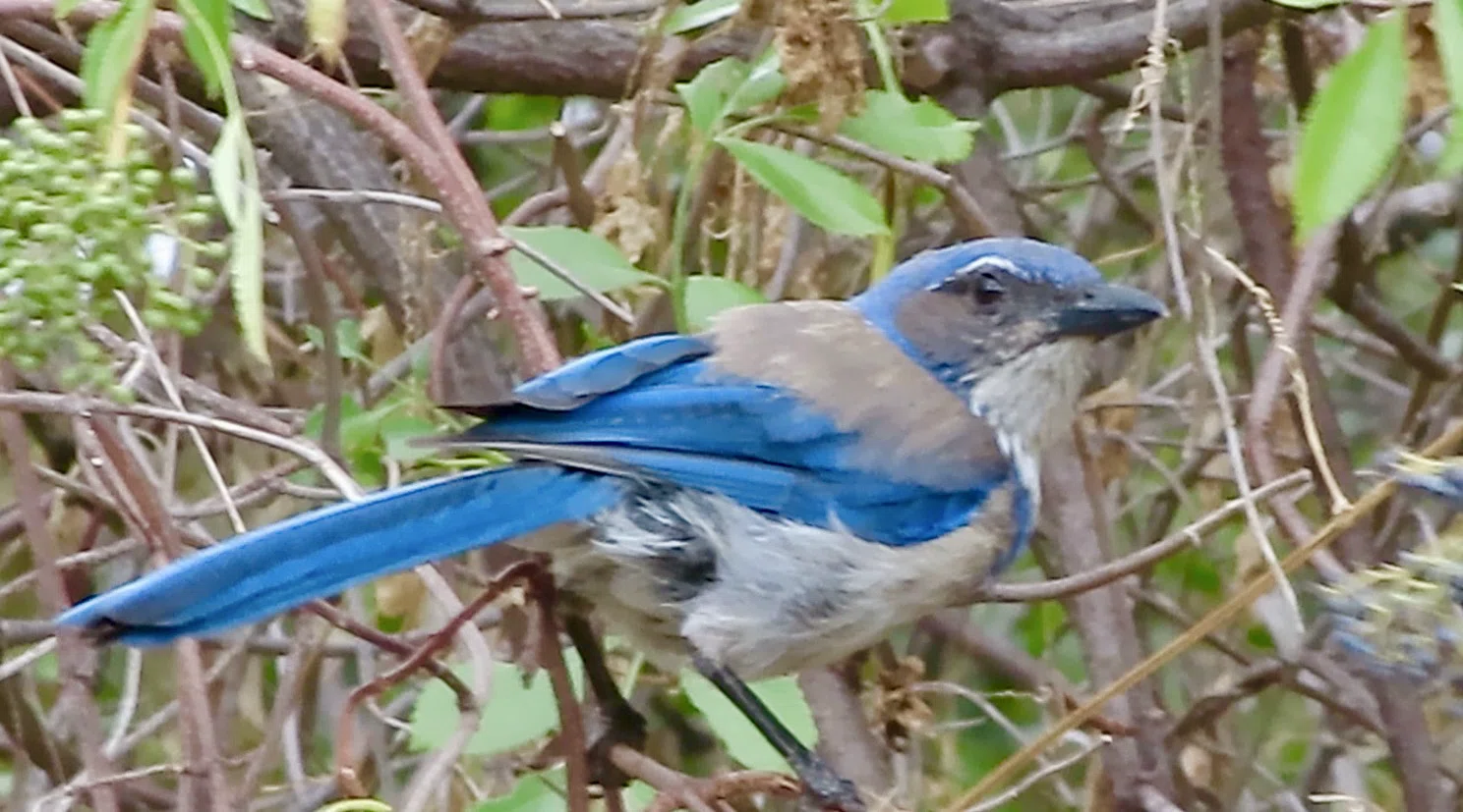 カケス様 アメリカのカケスは青いじぇい！-California Scrub-Jay-｜befh