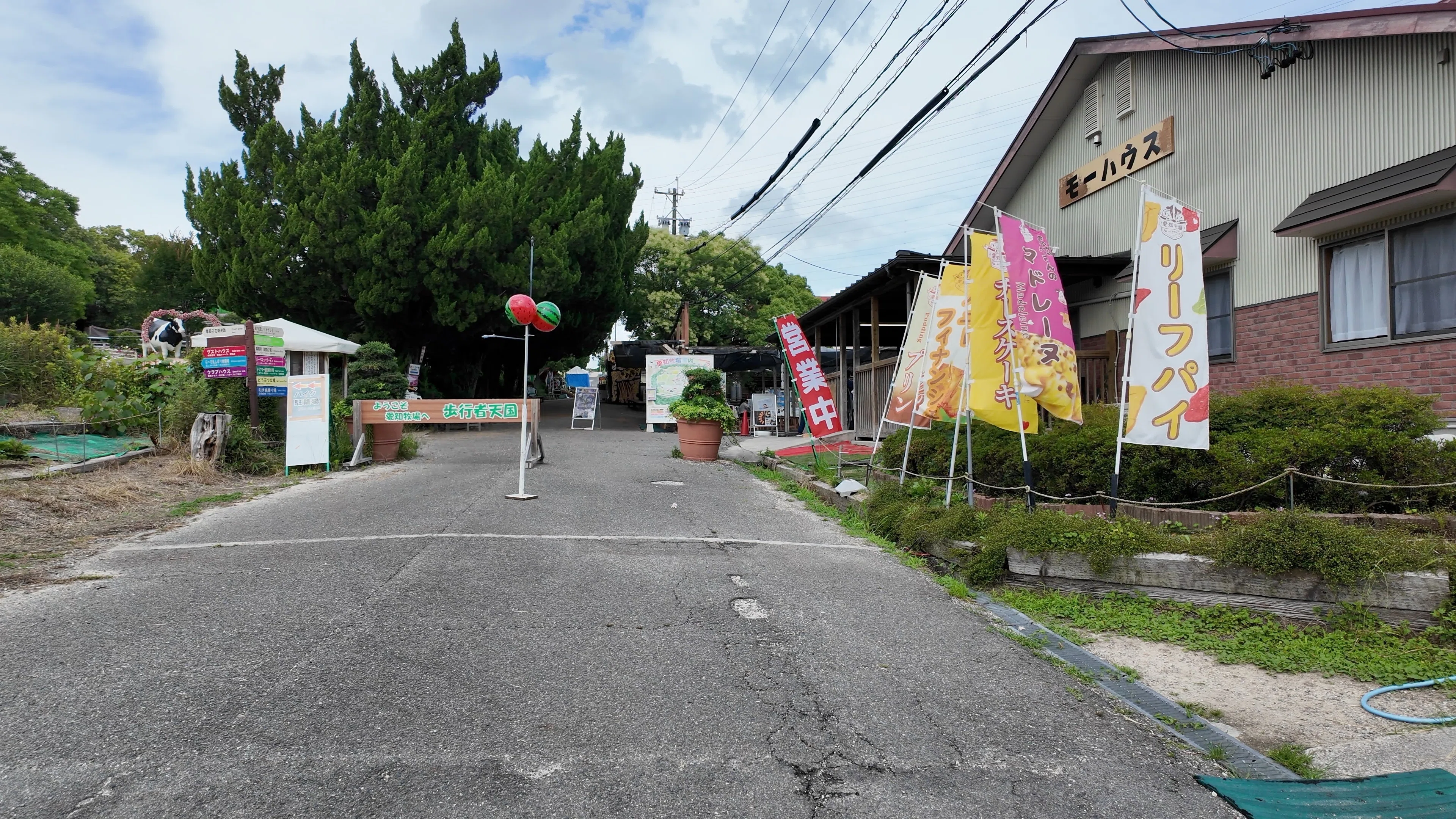 愛知牧場】ひまわり満開の牧場散歩｜Masami Ikawa