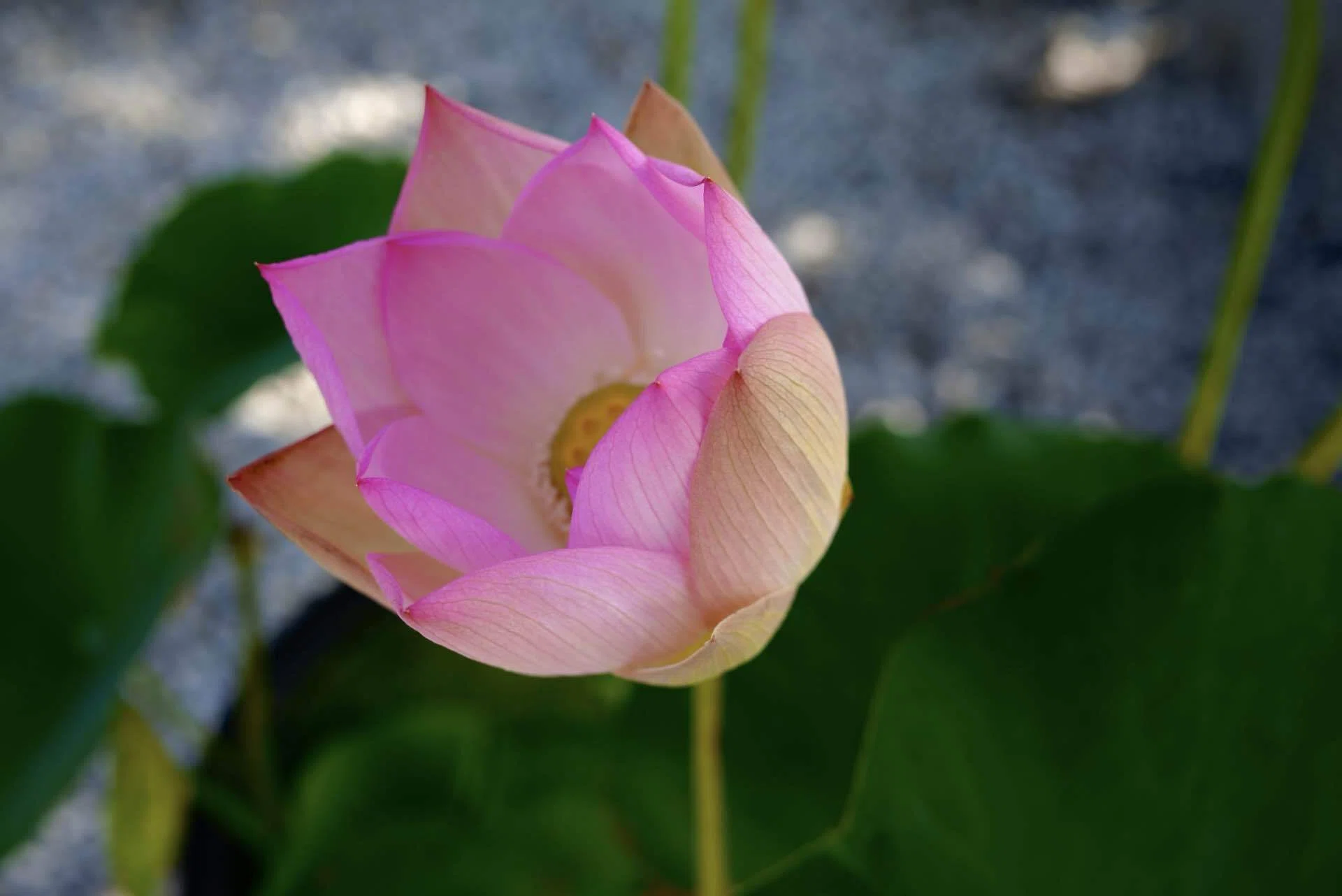 蓮花 今年最初の蓮が咲きました。｜横山 瑞法(Zuiho Yokoyama)