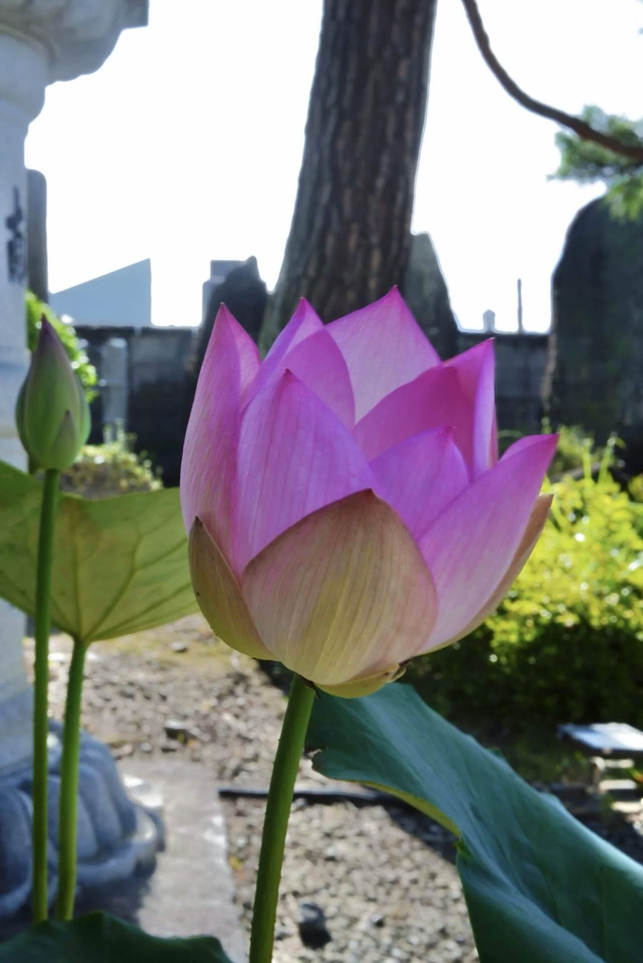 今年最初の蓮が咲きました。｜横山 瑞法(Zuiho Yokoyama)
