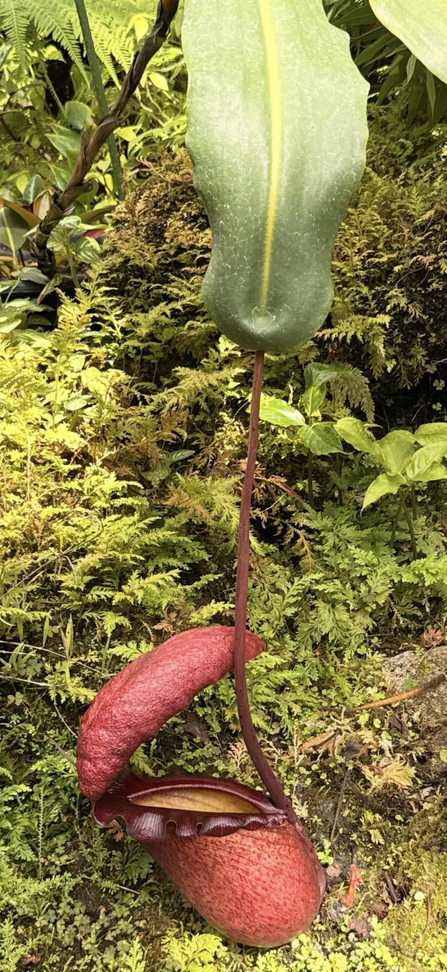 Nepenthes rajah × x 食虫植物 ネペンテス N.(rajah : mira mira)BE