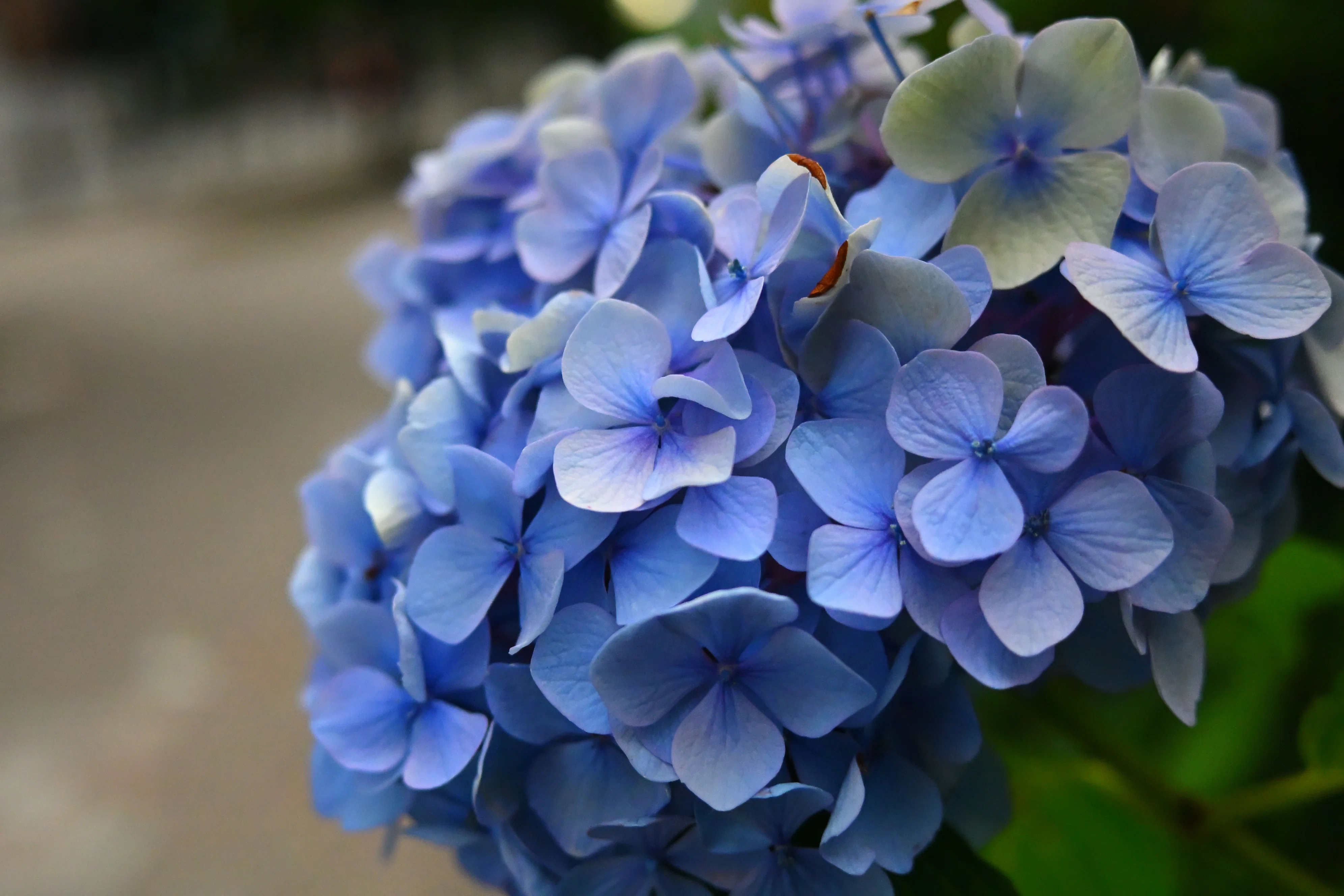 スナップ】NIKKOR Z 26mm f/2.8と歩く、初夏の近所散歩｜レンズの先に