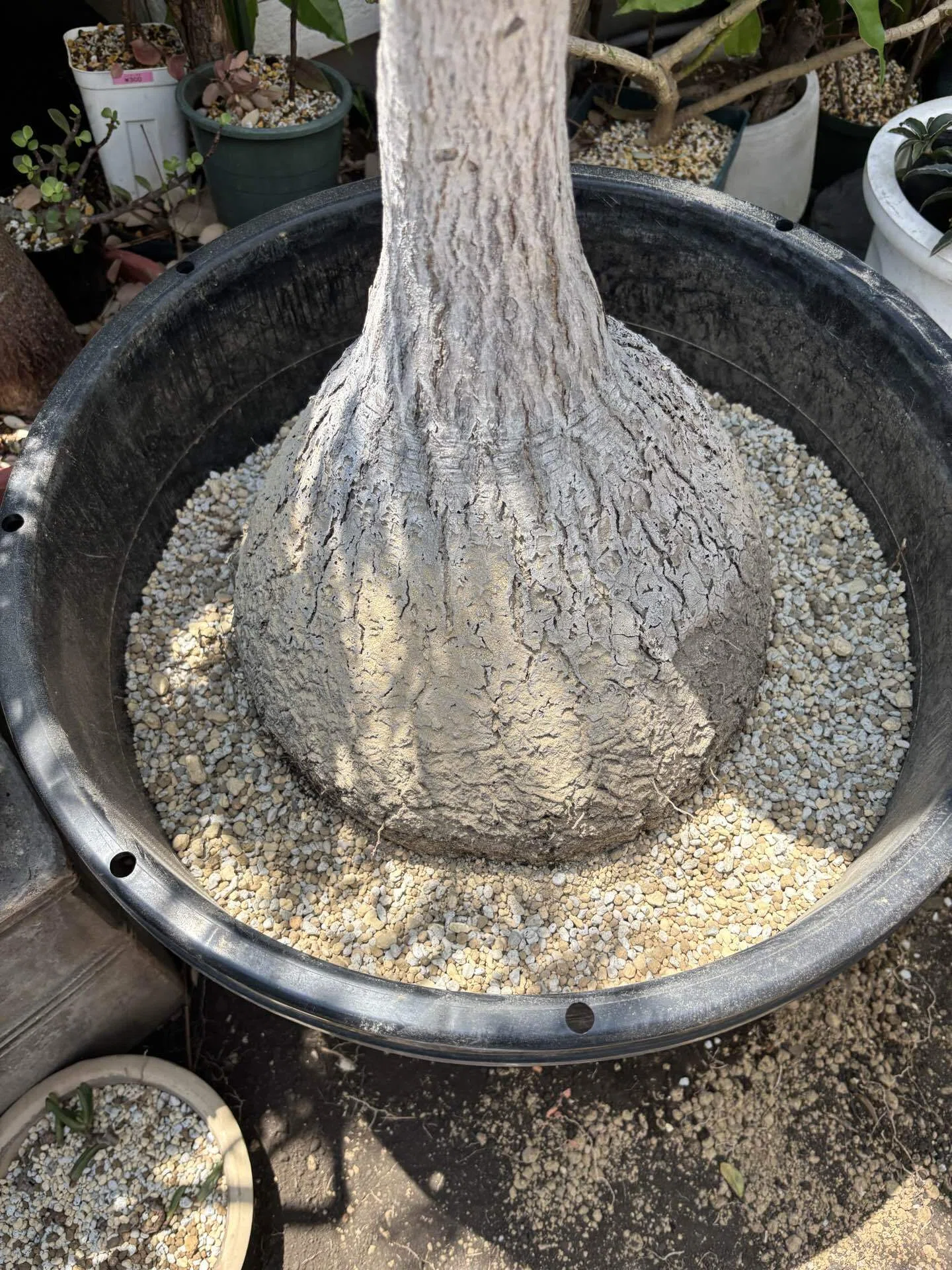 最強の塊根植物 トックリラン｜モチベーションを捨てたい男