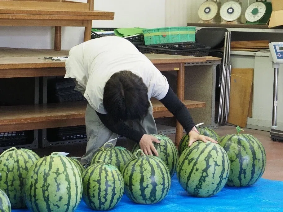 真夏の暑さを吹き飛ばせ！極上の甘みと最高のシャリ感「生駒のスイカ