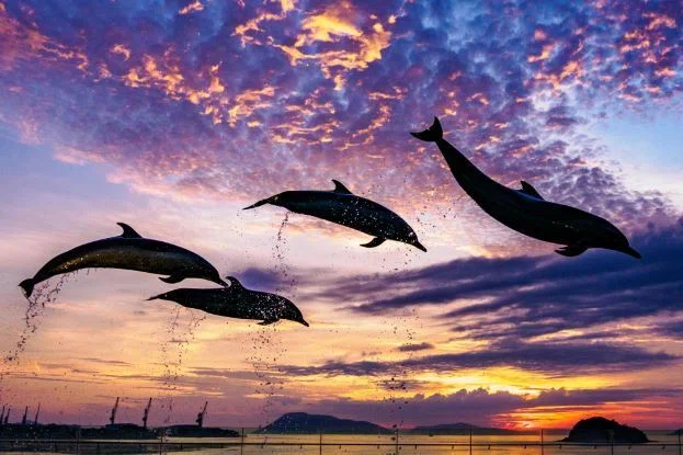 香川】2026年8月2日(日)開催 写真家 虫上 智「四国水族館で幻想的な