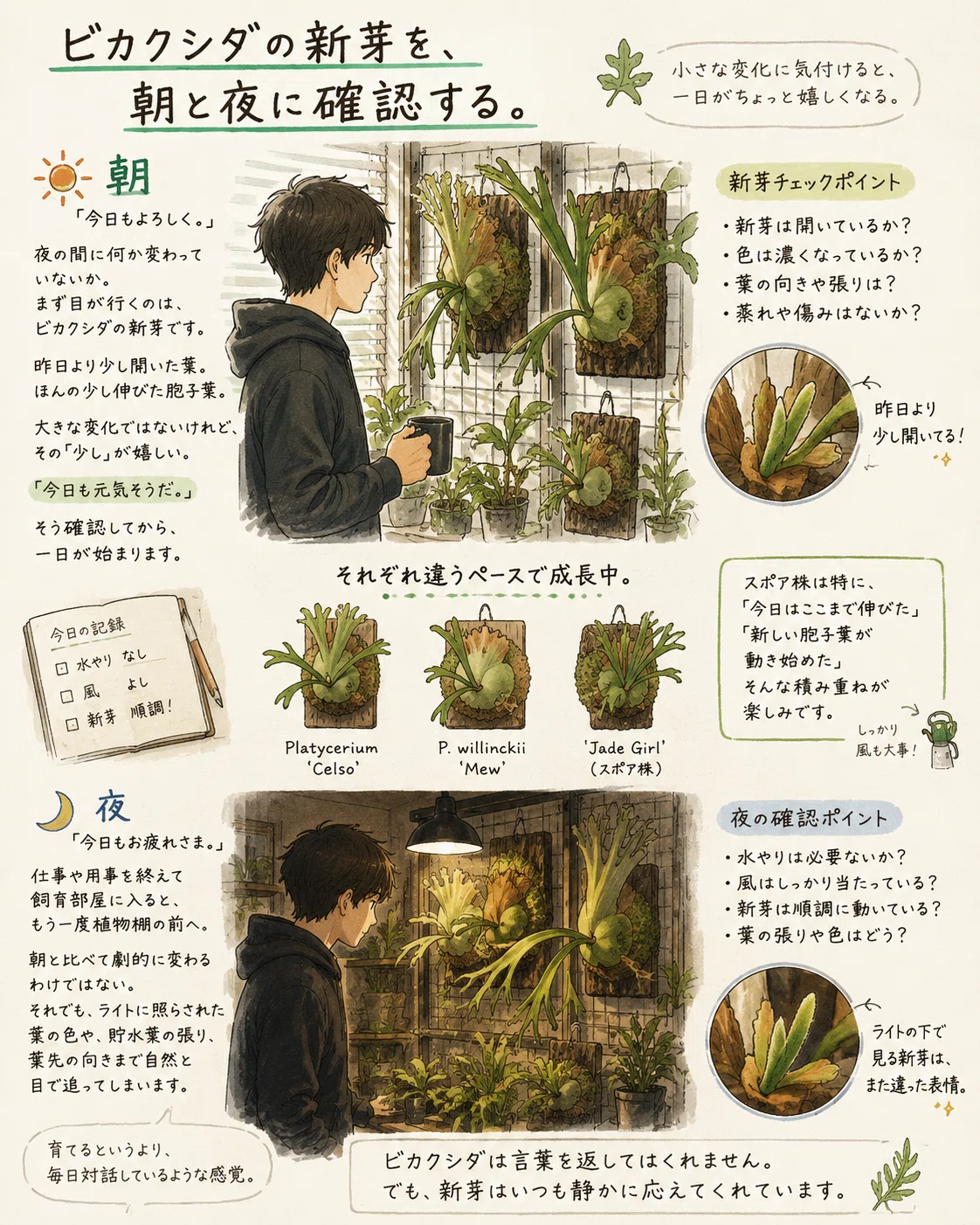 ビカクシダの新芽を、朝と夜に確認する。｜マキ爬虫類飼育部屋