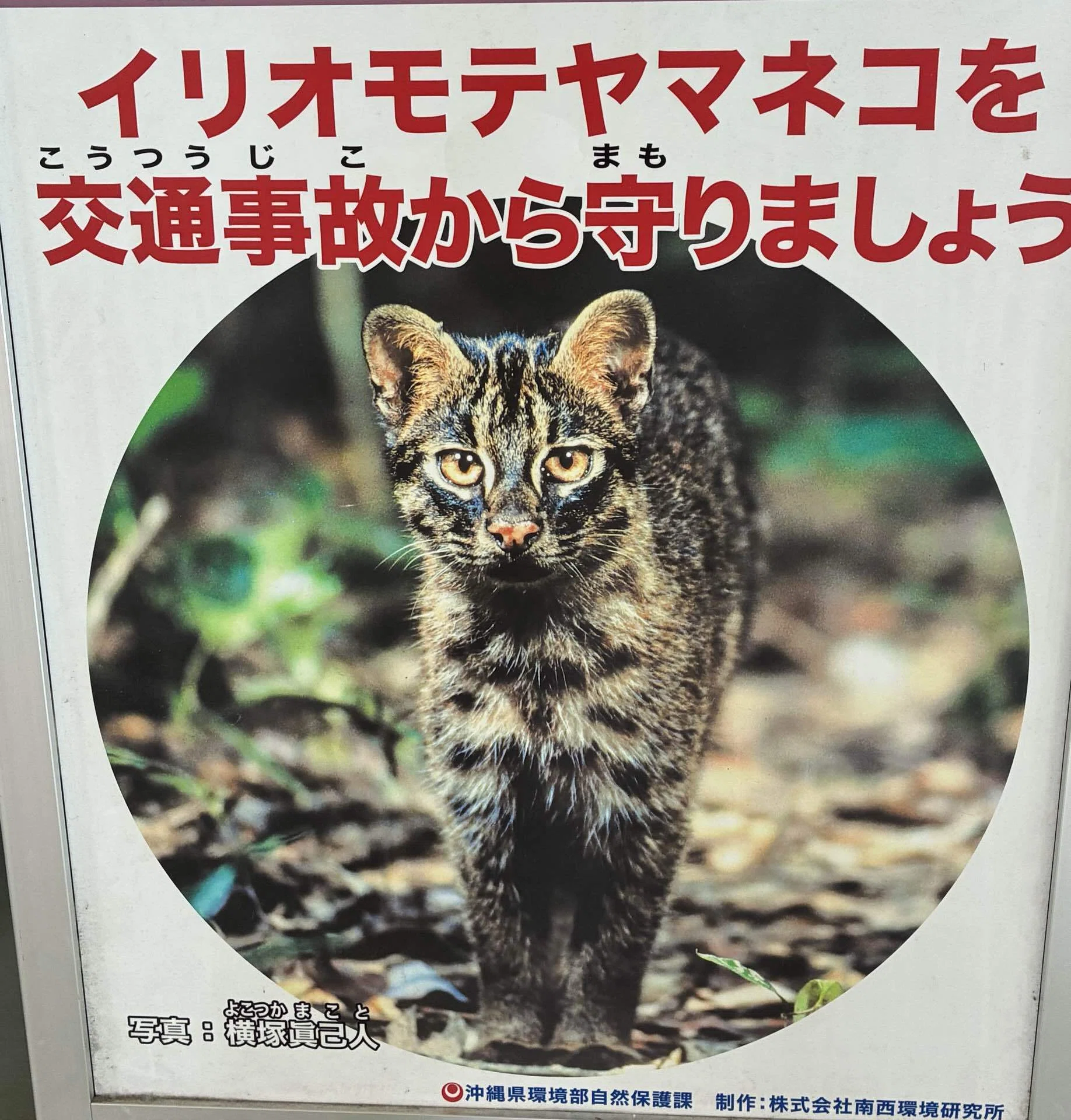 ヤマネコの島｜インウェイとスオイ
