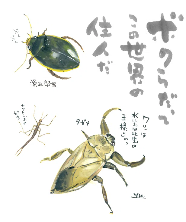 ゲンゴロウやタガメが身近で暮らしていた時代｜Yu Morio もりおゆう