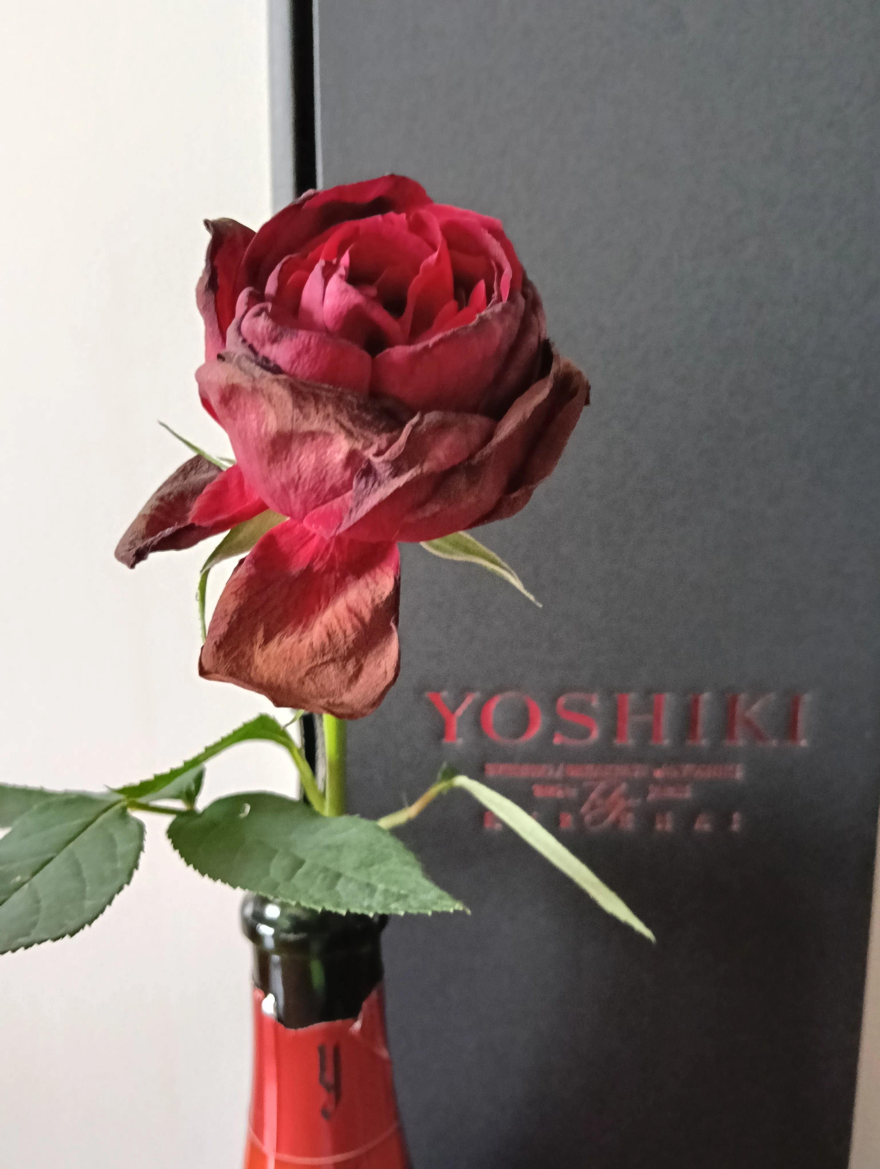 YOSHIKIさんの薔薇が蘇った日｜ちゃとしのことば