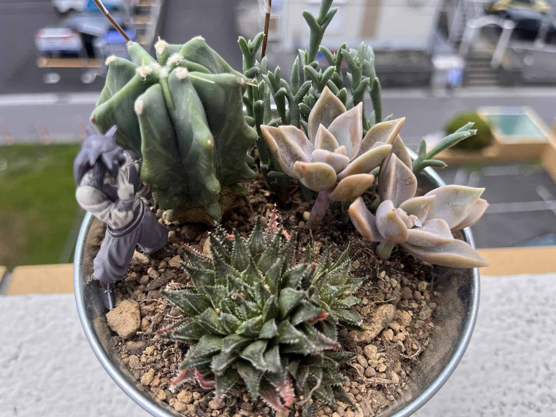 王国に行政指導が入った日｜多肉植物の名前が厨二病すぎる！第七話