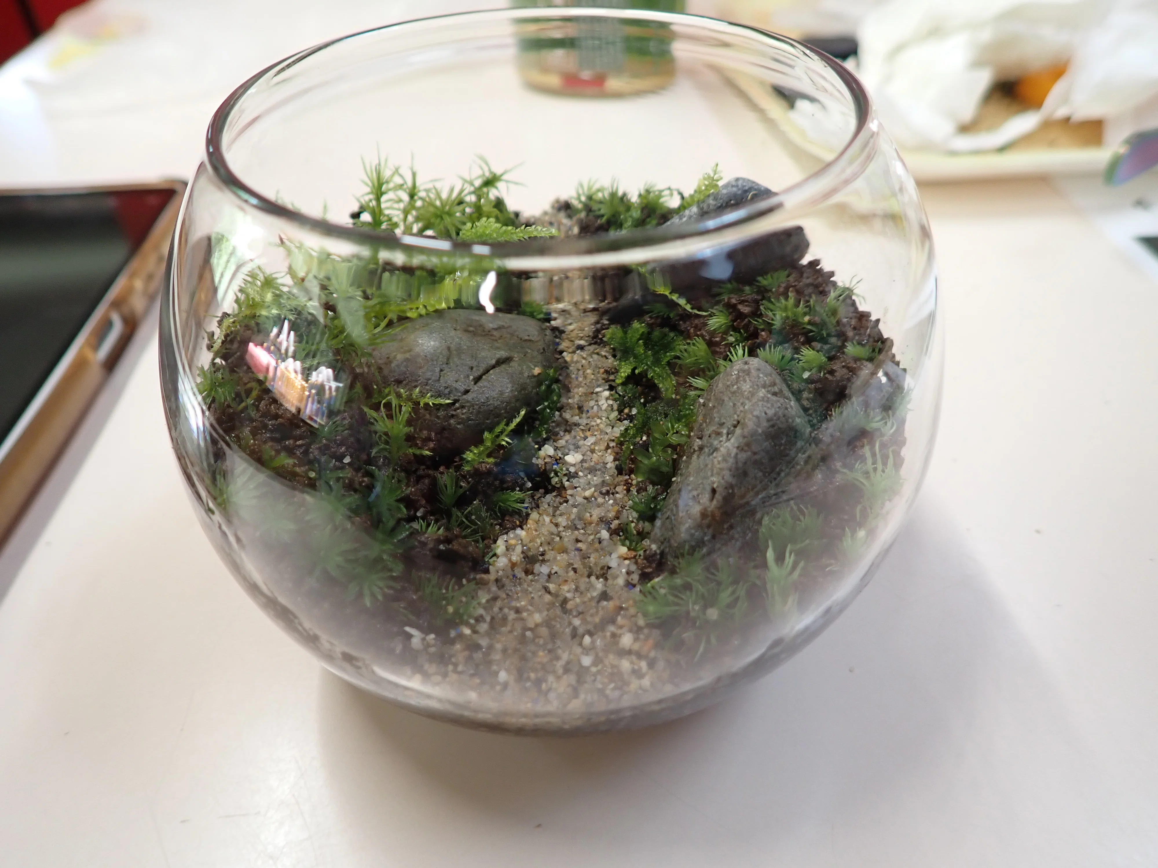 屋久島の森をスプーンですくって瓶に詰めたい | 苔テラリウム製作体験