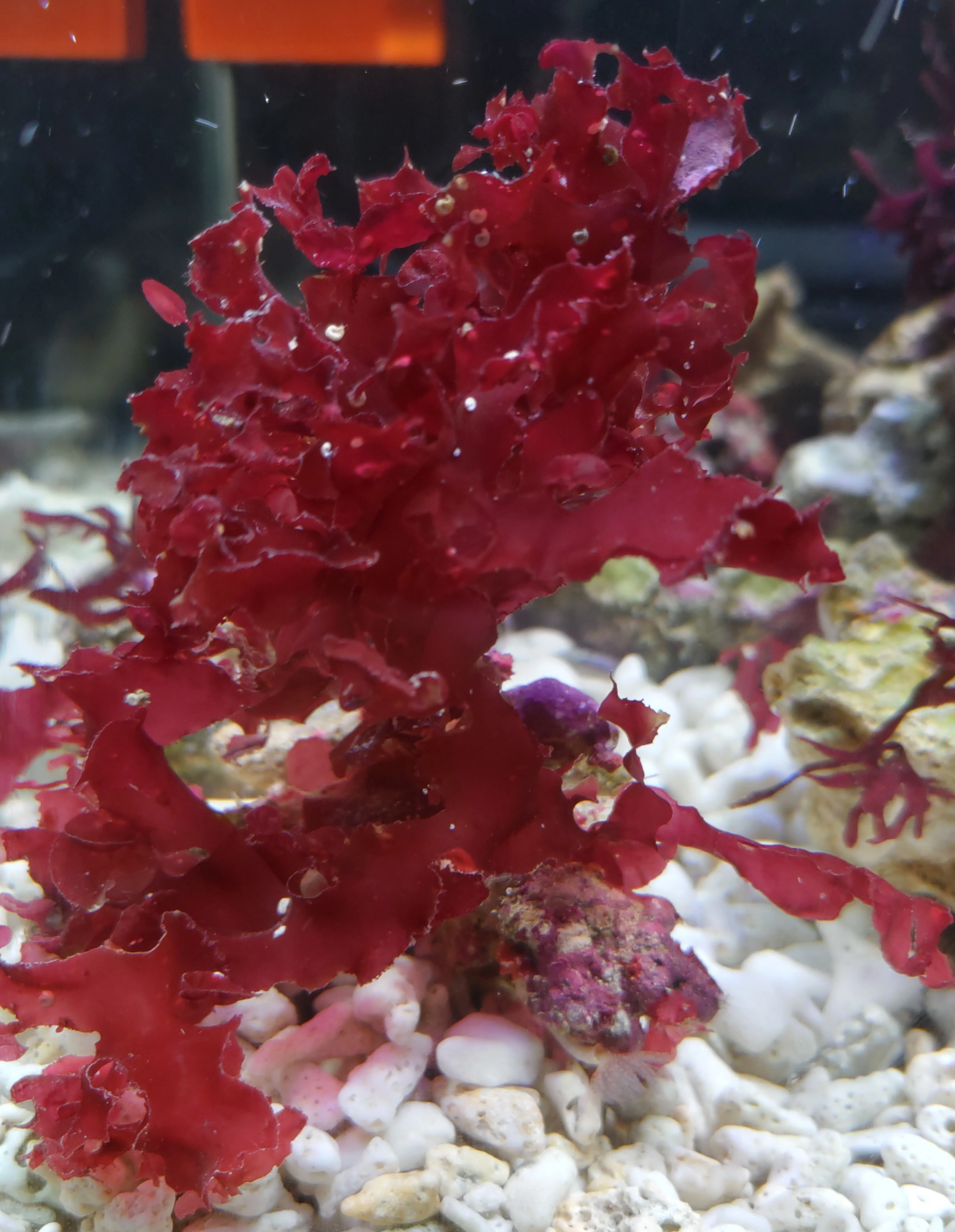 海藻を育ててみよう！水槽に「赤」を。紅藻（こうそう）が作る、小さな