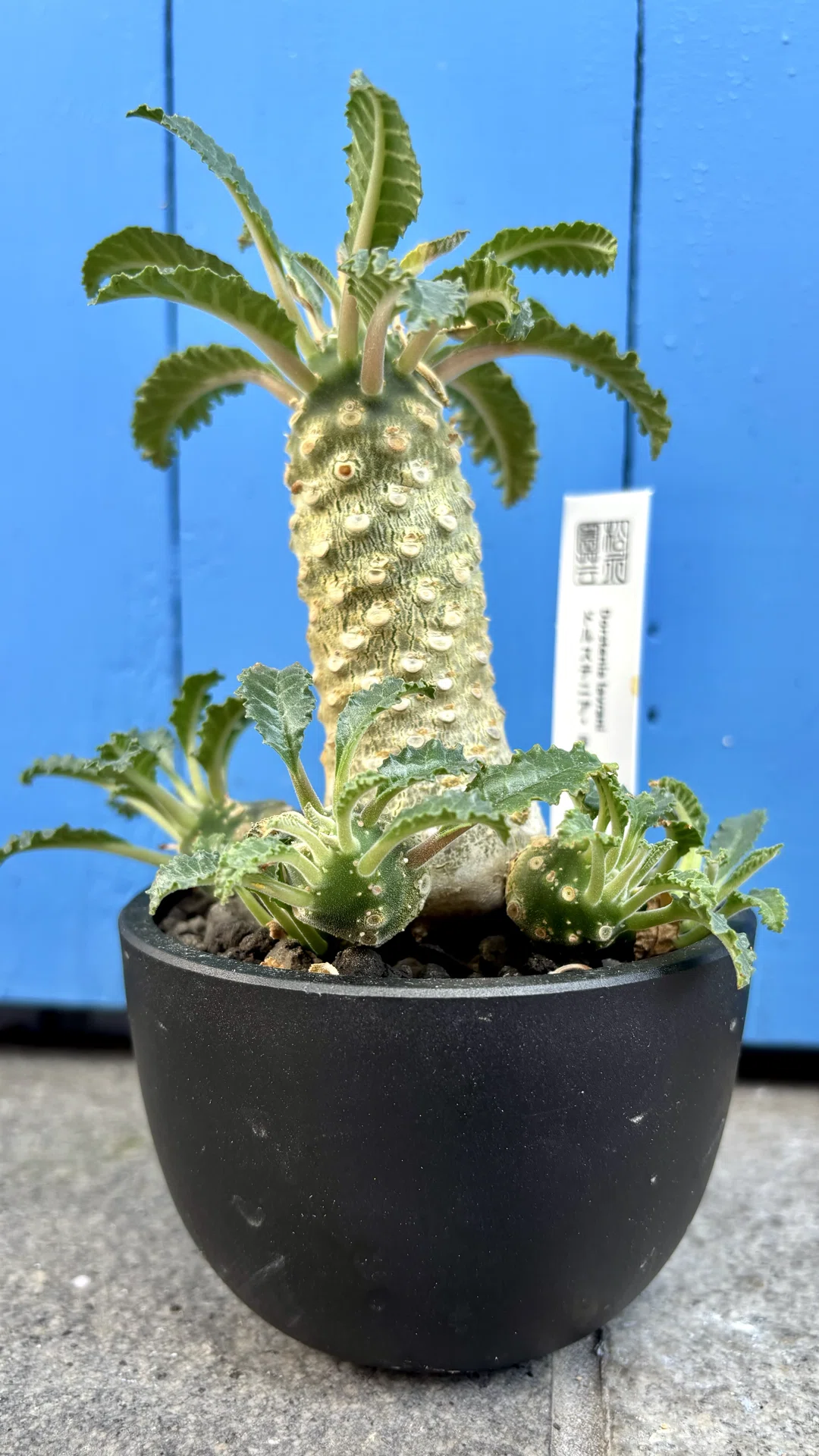 ドルステニア|ラブラニー|雌雄どっち？｜cova 塊根植物に沼った美容師