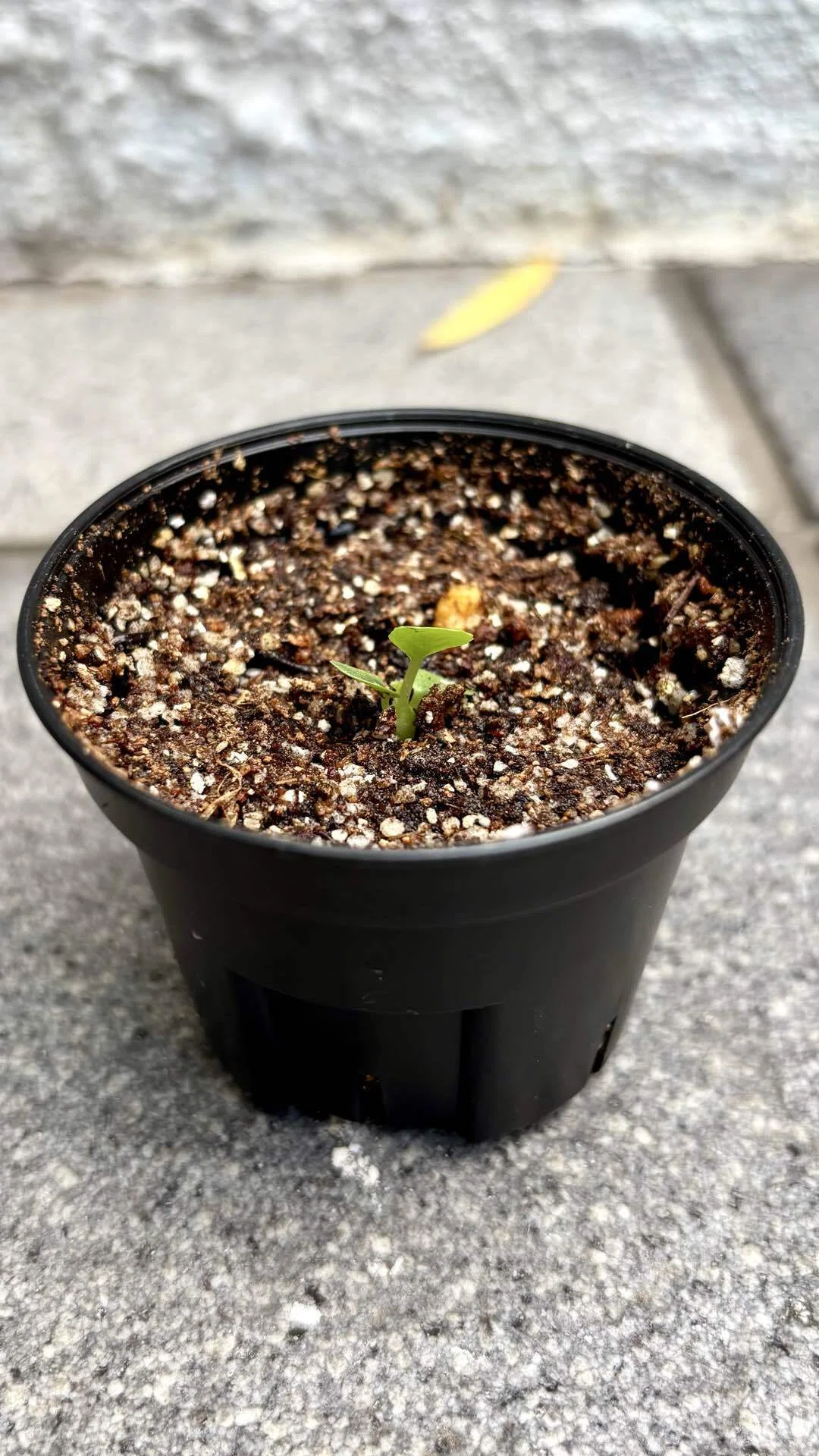 ドルステニア|ラブラニー|雌雄どっち？｜cova 塊根植物に沼った美容師