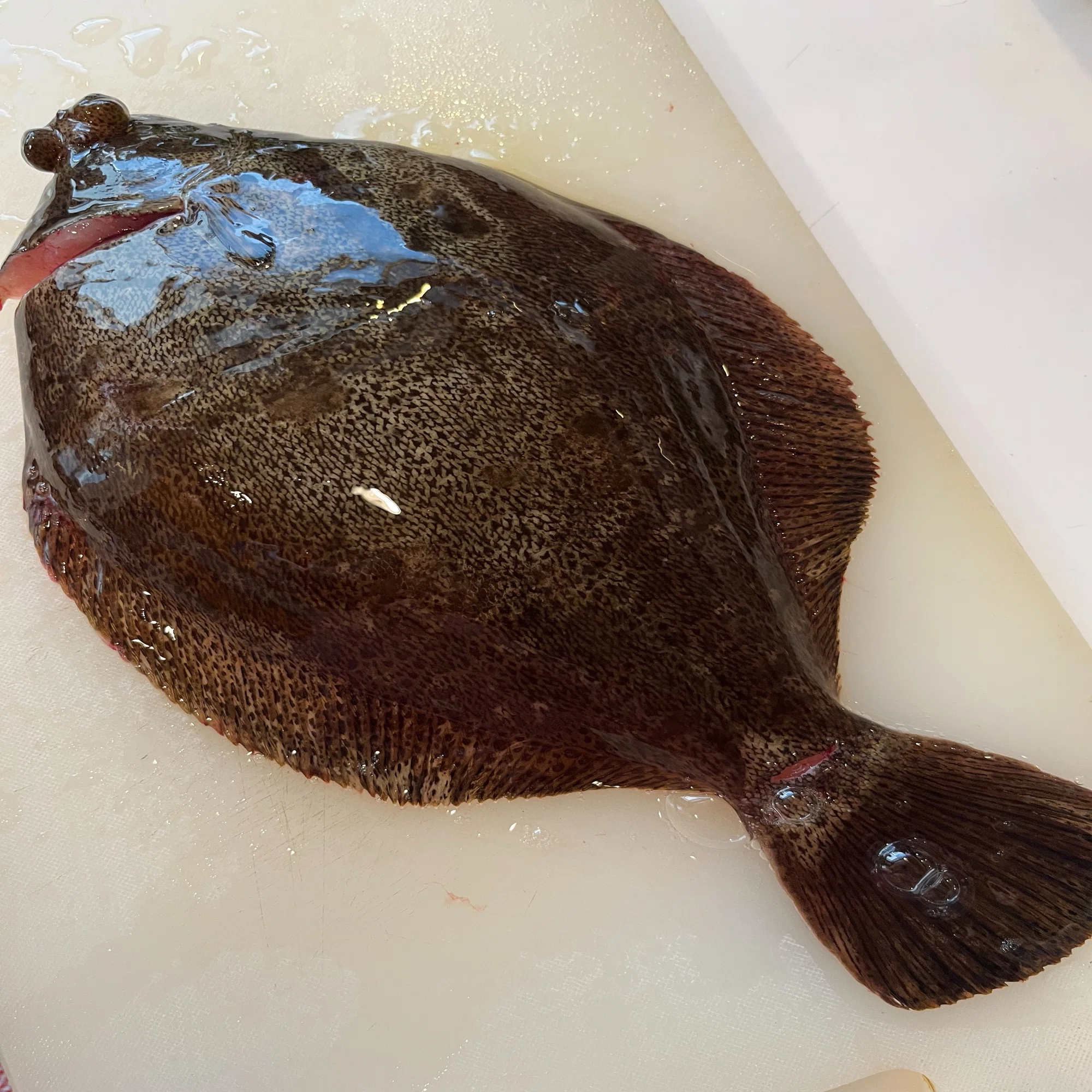 夏のカレイは美味しいです｜御料理山さき