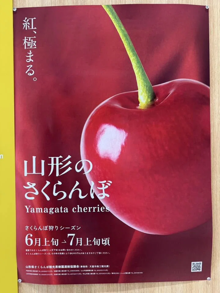 山形のさくらんぼ 2026/06｜酒菜やまさき