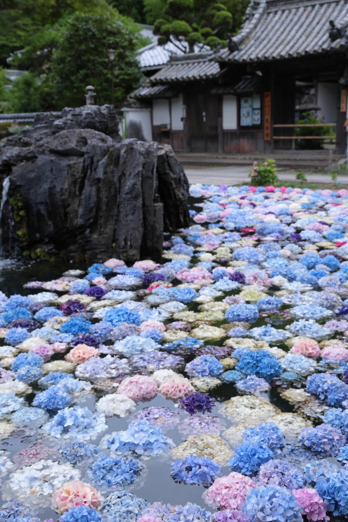 池田・久安寺】BEBEと巡る、水面を彩るあじさい浮かべ｜FLAT4