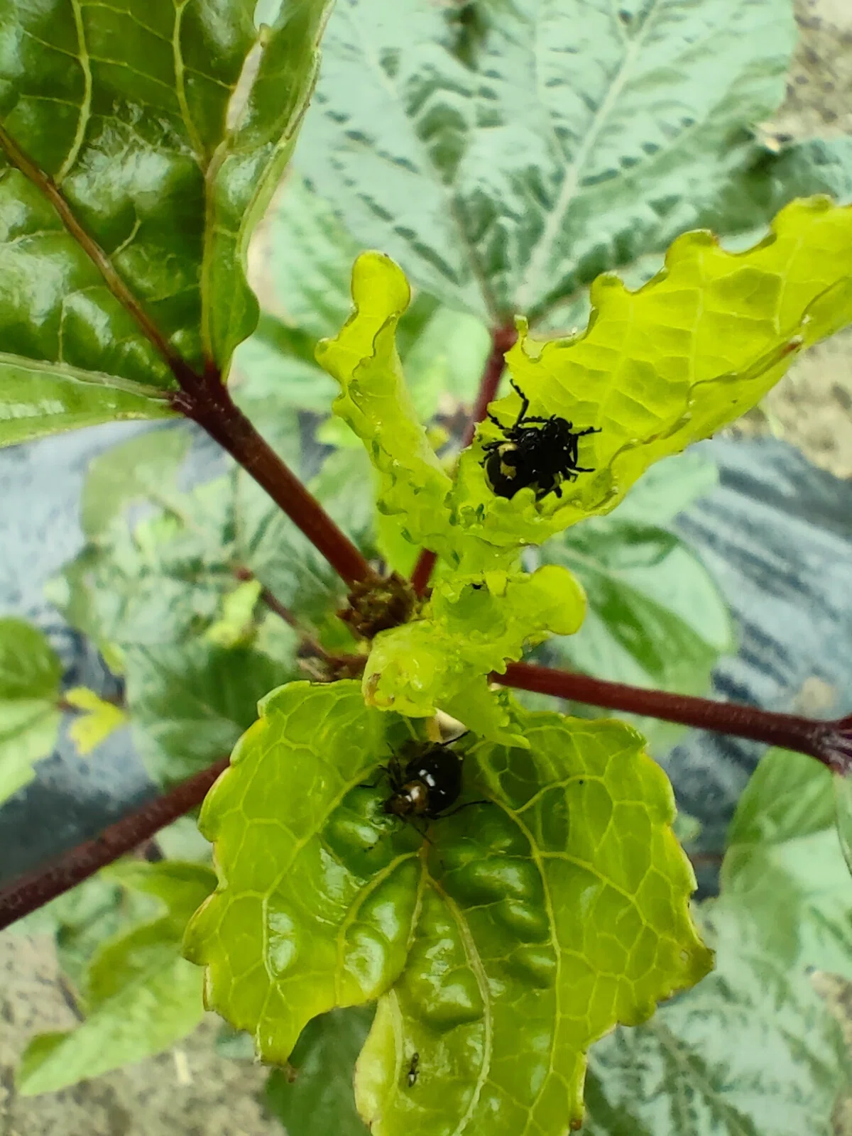 美容食ローゼルに恋した主婦の植育日記：驚きの早さ！ローゼル第一号