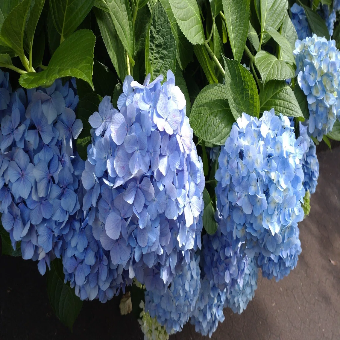 紫陽花 の 散る 頃 に