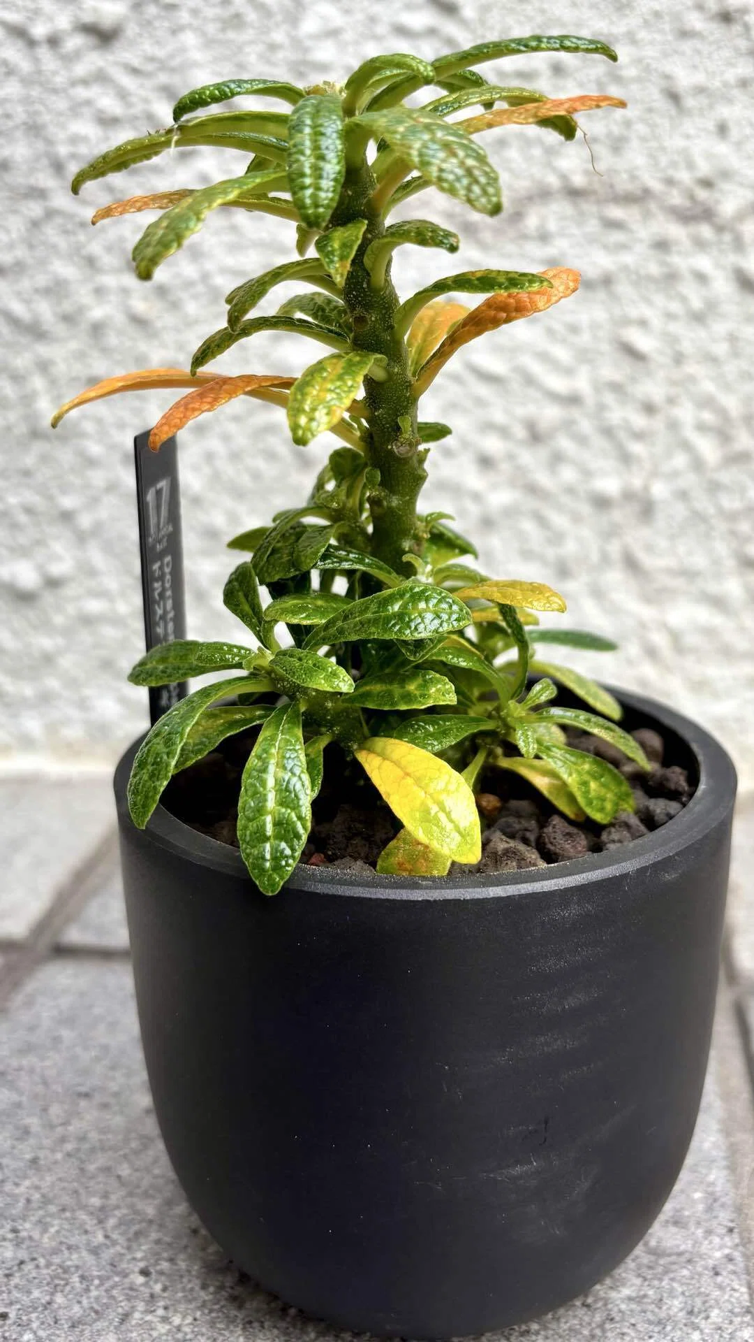 ドルステニア|ギガス|King of Dorstenia｜cova 塊根植物に沼った美容師
