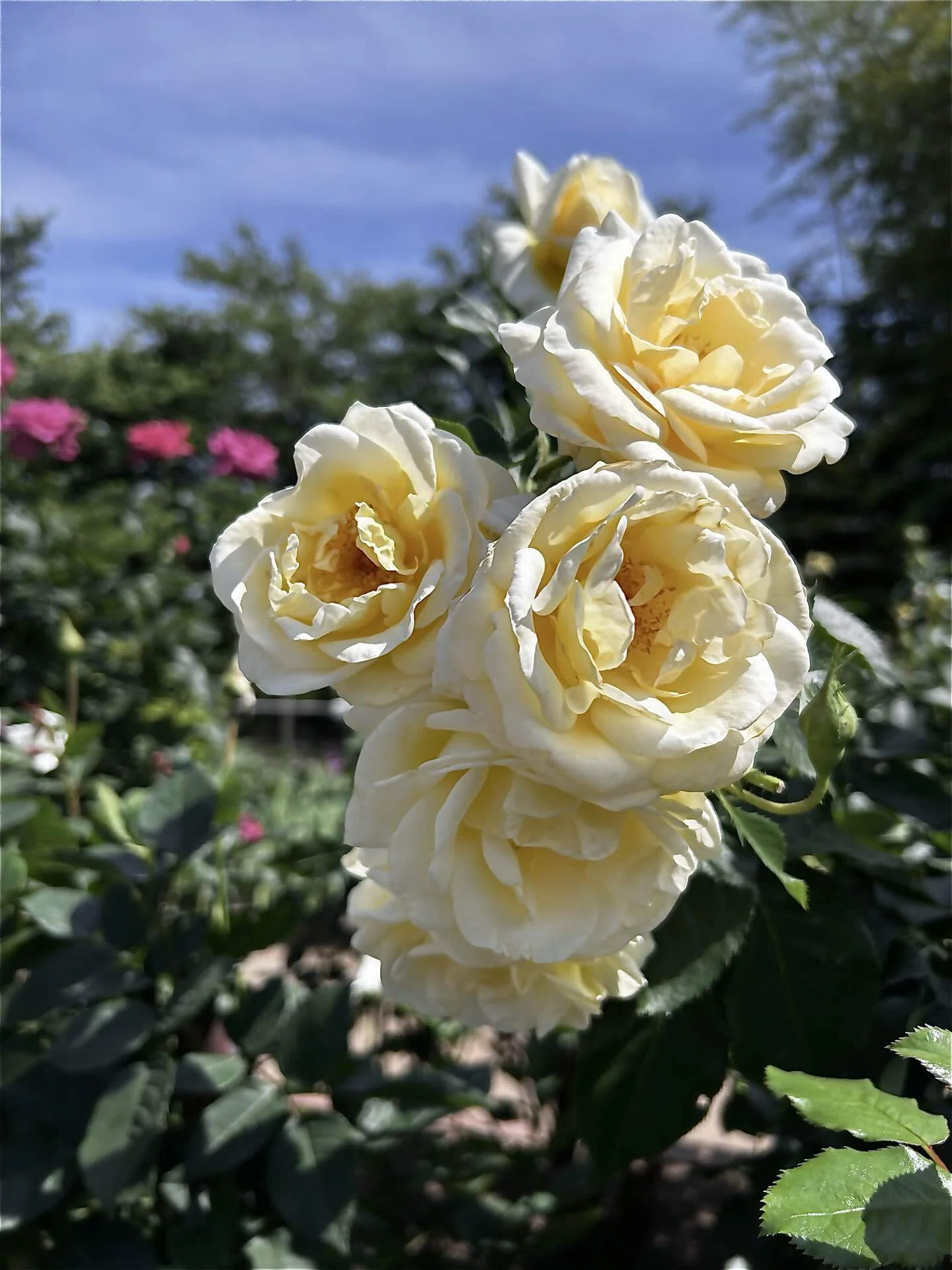 薔薇をみてきた｜jyoma