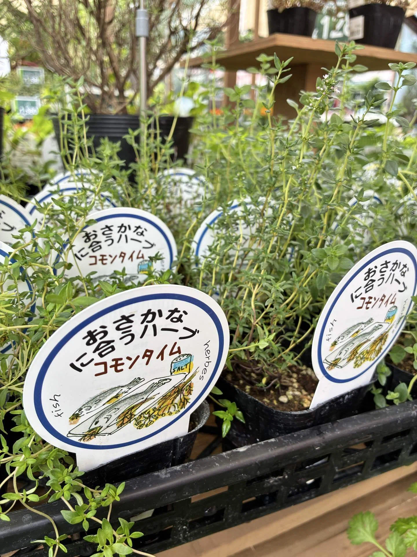 厨房を支える、小さなハーブ農園に、新たな香りが仲間入り｜ホソピーの