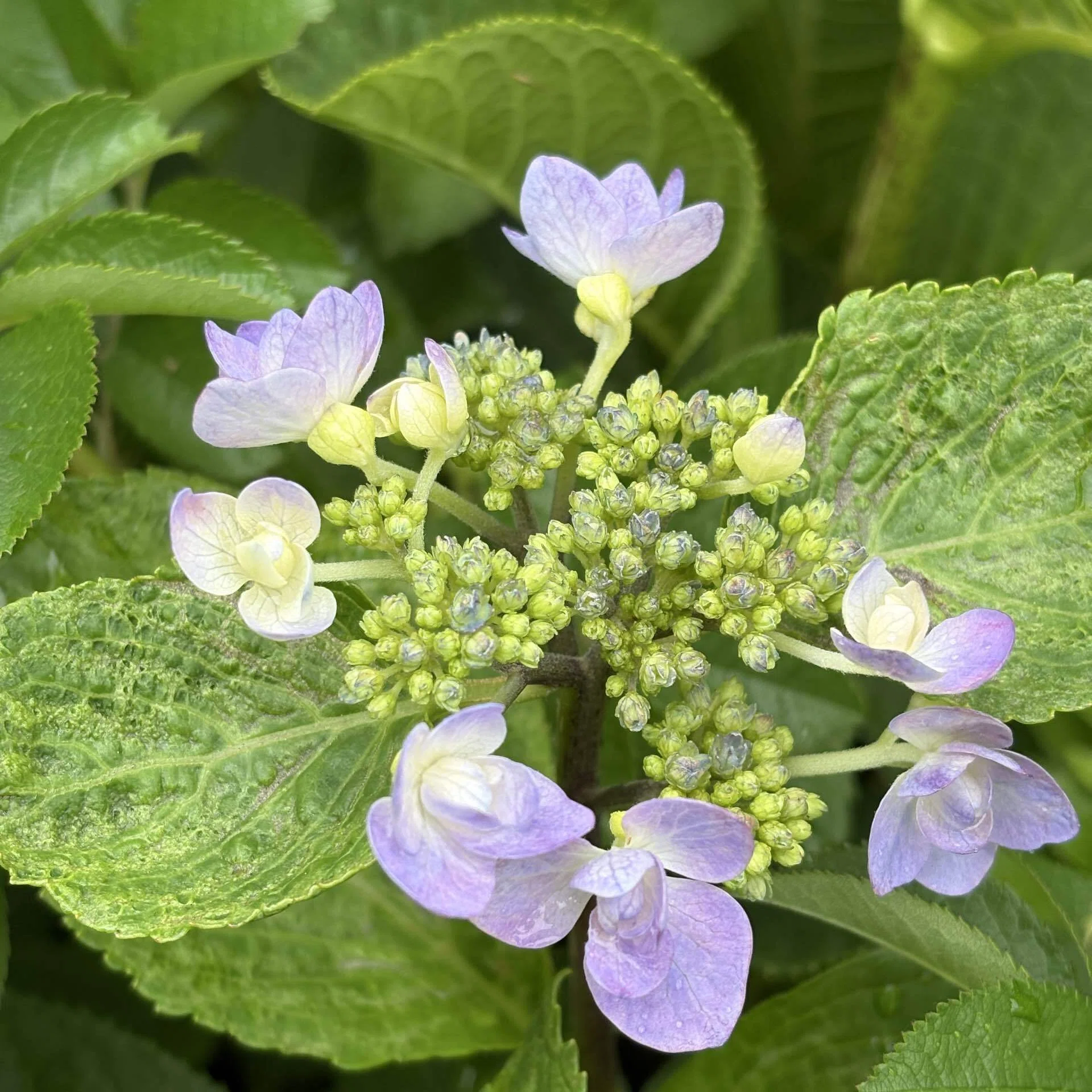 けなげな紫陽花｜ひかり