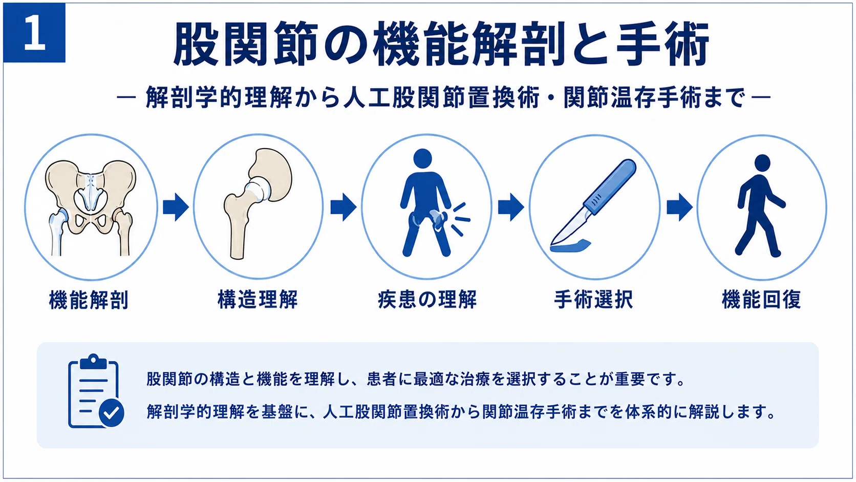 股関節の機能解剖と手術完全ガイド｜人工股関節置換術・関節温存手術