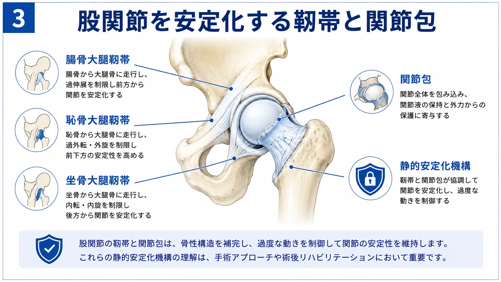 股関節の機能解剖と手術完全ガイド｜人工股関節置換術・関節温存手術