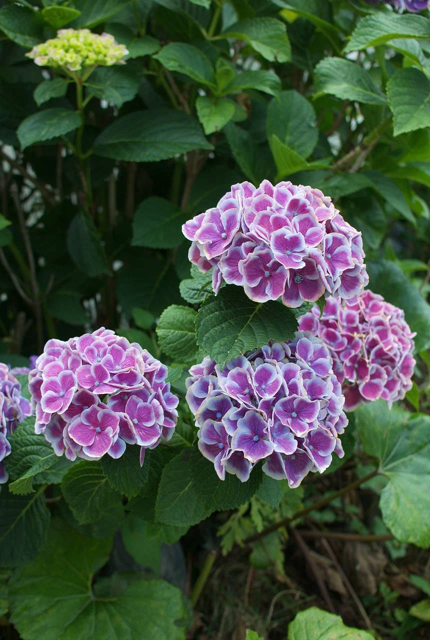 紫色の紫陽花の花言葉「神秘的」「知的」｜pont neuf（ポンヌフ）