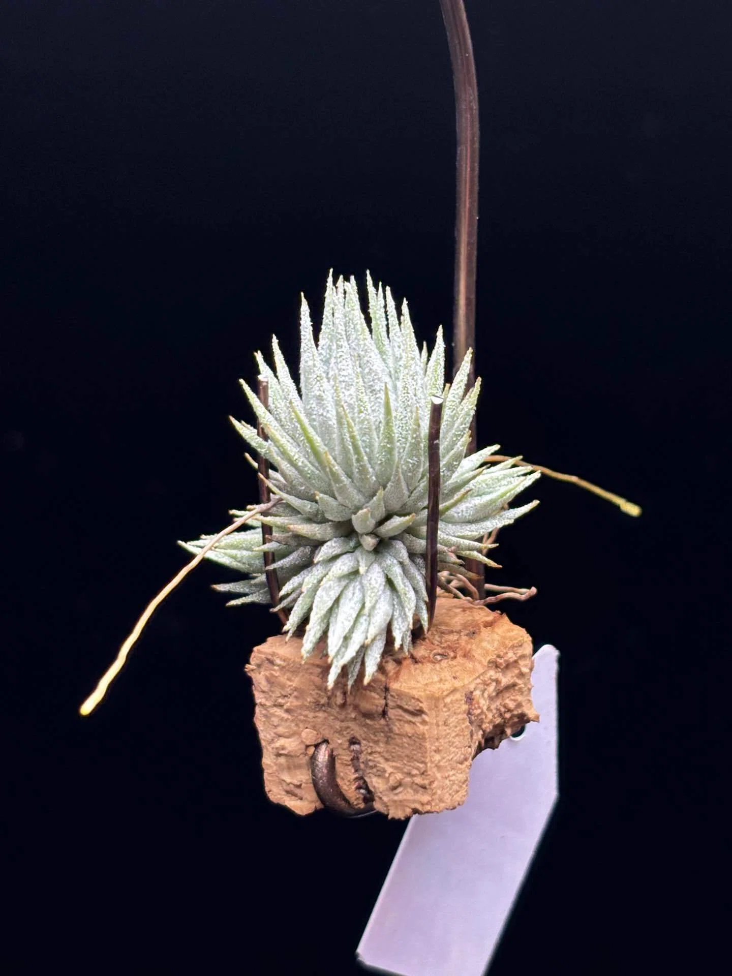 Hawaiian Lavender'(Jerry Domingo) x ionantha'Nizanda'(T'S