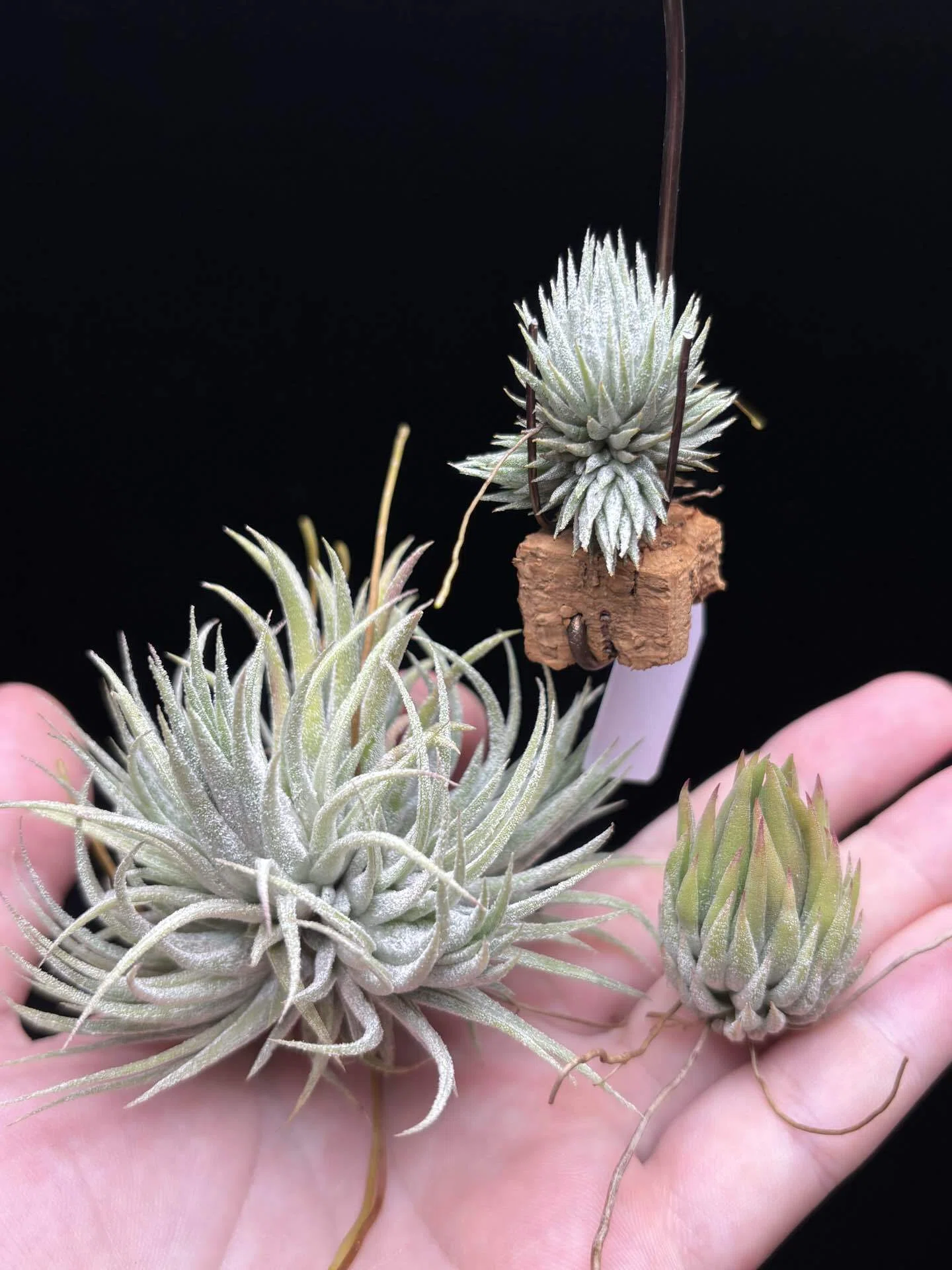 Hawaiian Lavender'(Jerry Domingo) x ionantha'Nizanda'(T'S