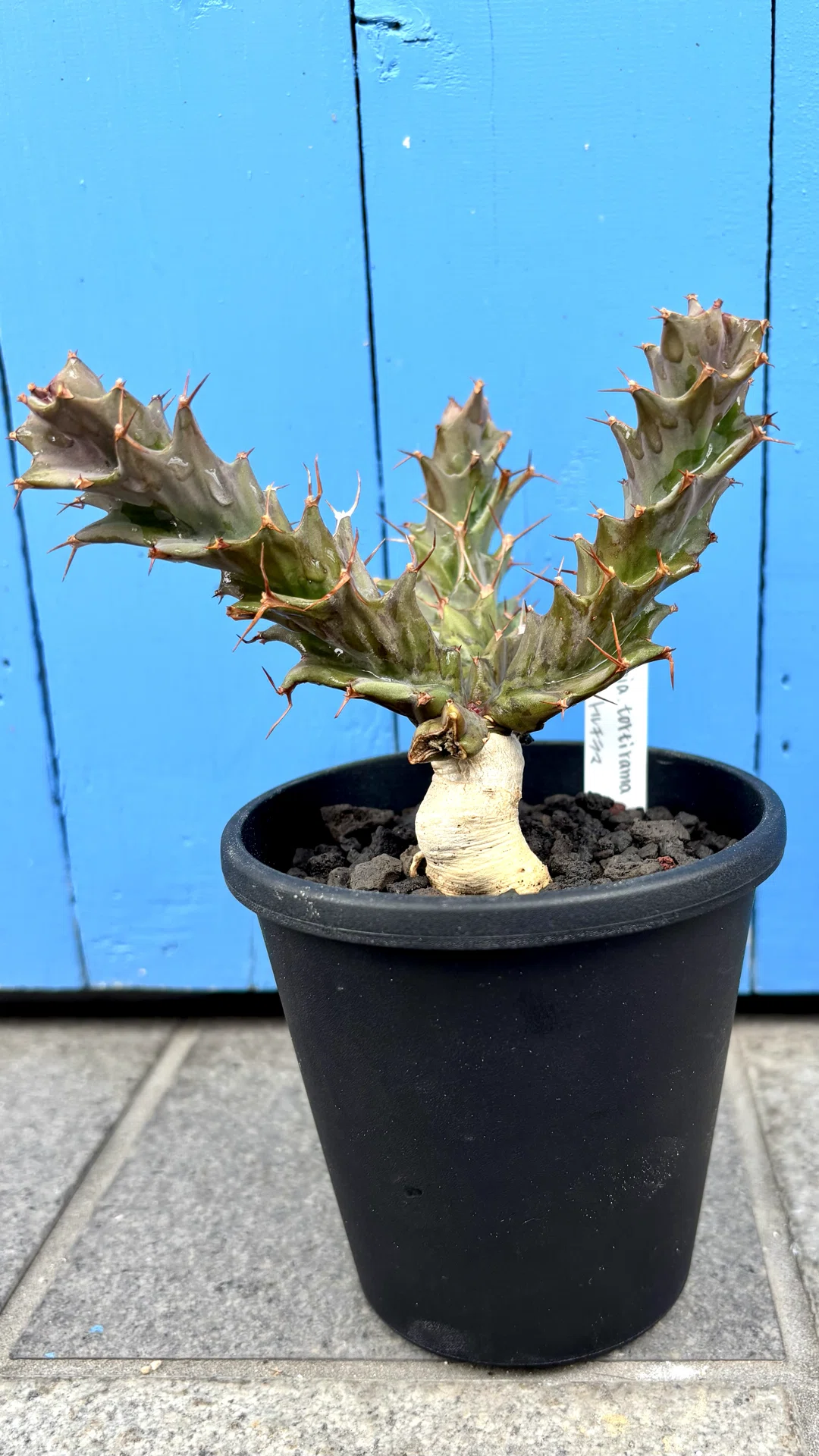 ユーフォルビア|トルチラマ|スパイラル｜cova 塊根植物に沼った美容師