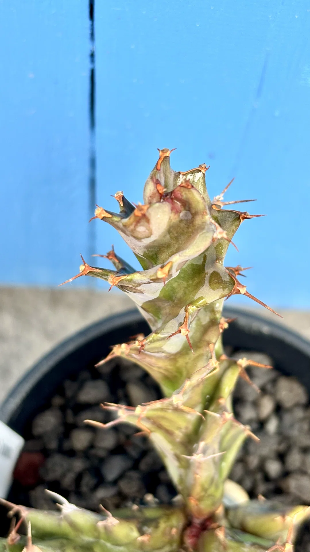 ユーフォルビア|トルチラマ|スパイラル｜cova 塊根植物に沼った美容師