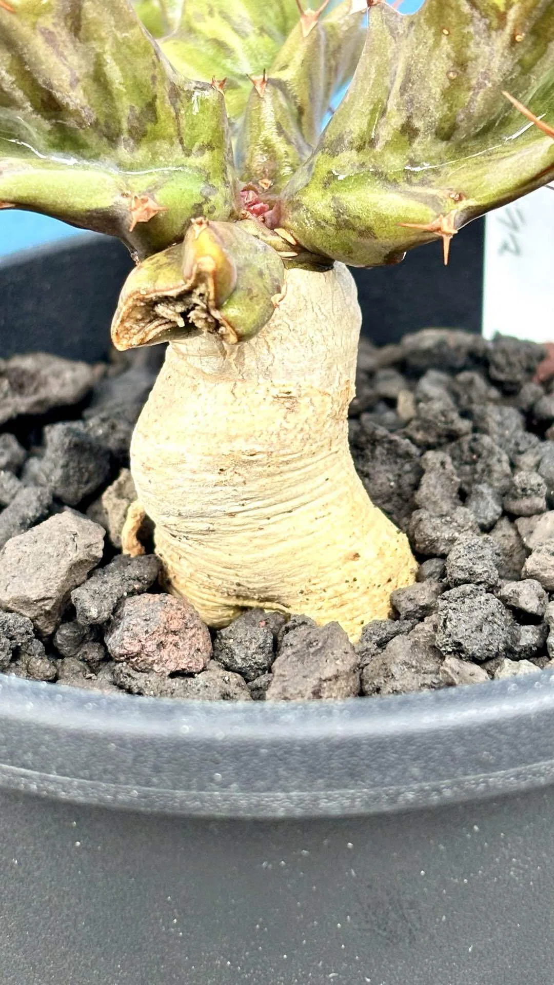 ユーフォルビア|トルチラマ|スパイラル｜cova 塊根植物に沼った美容師