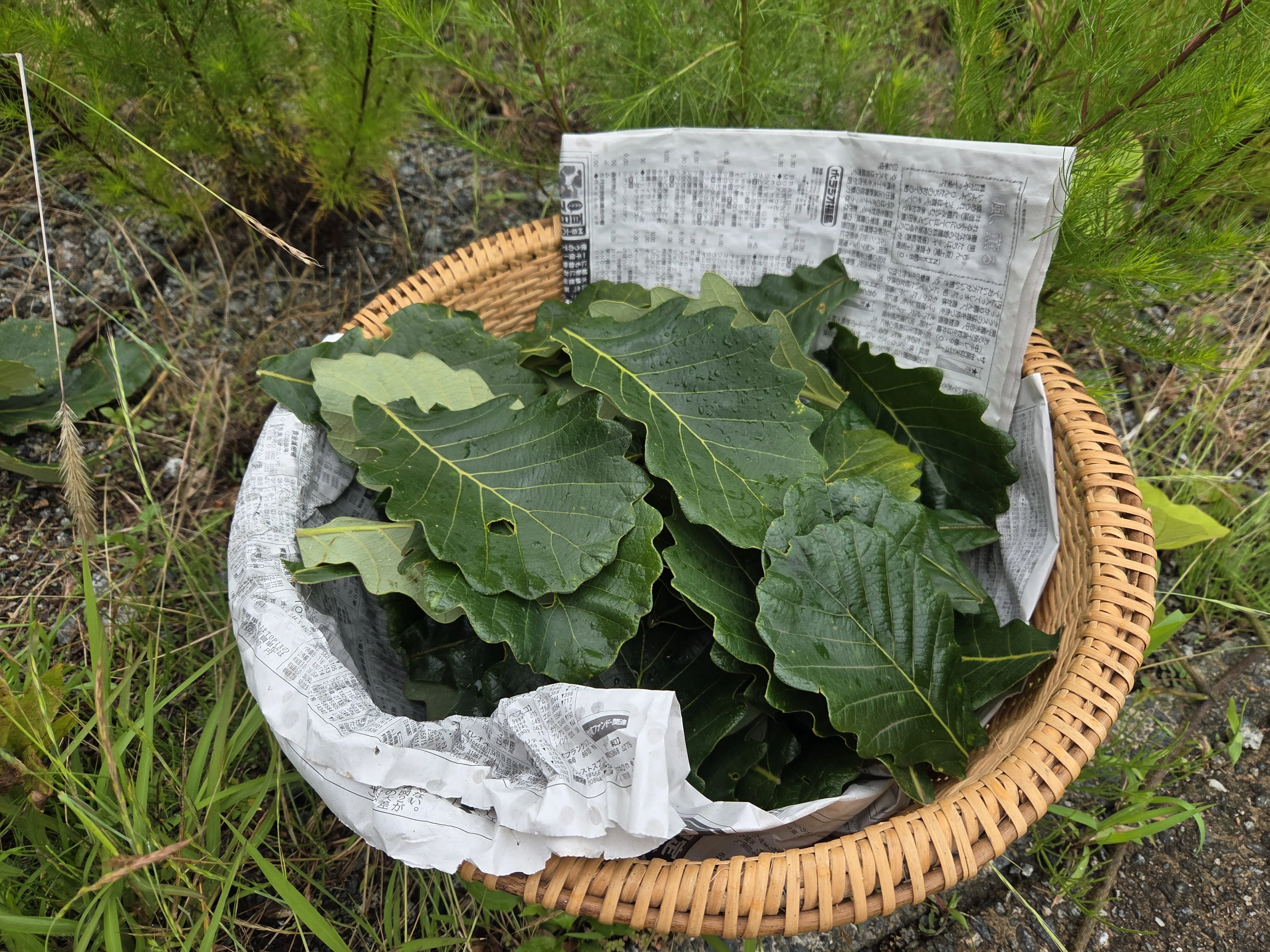 葉っぱ 柏の葉っぱ｜佐藤亜紀(大熊町/Fukushima)